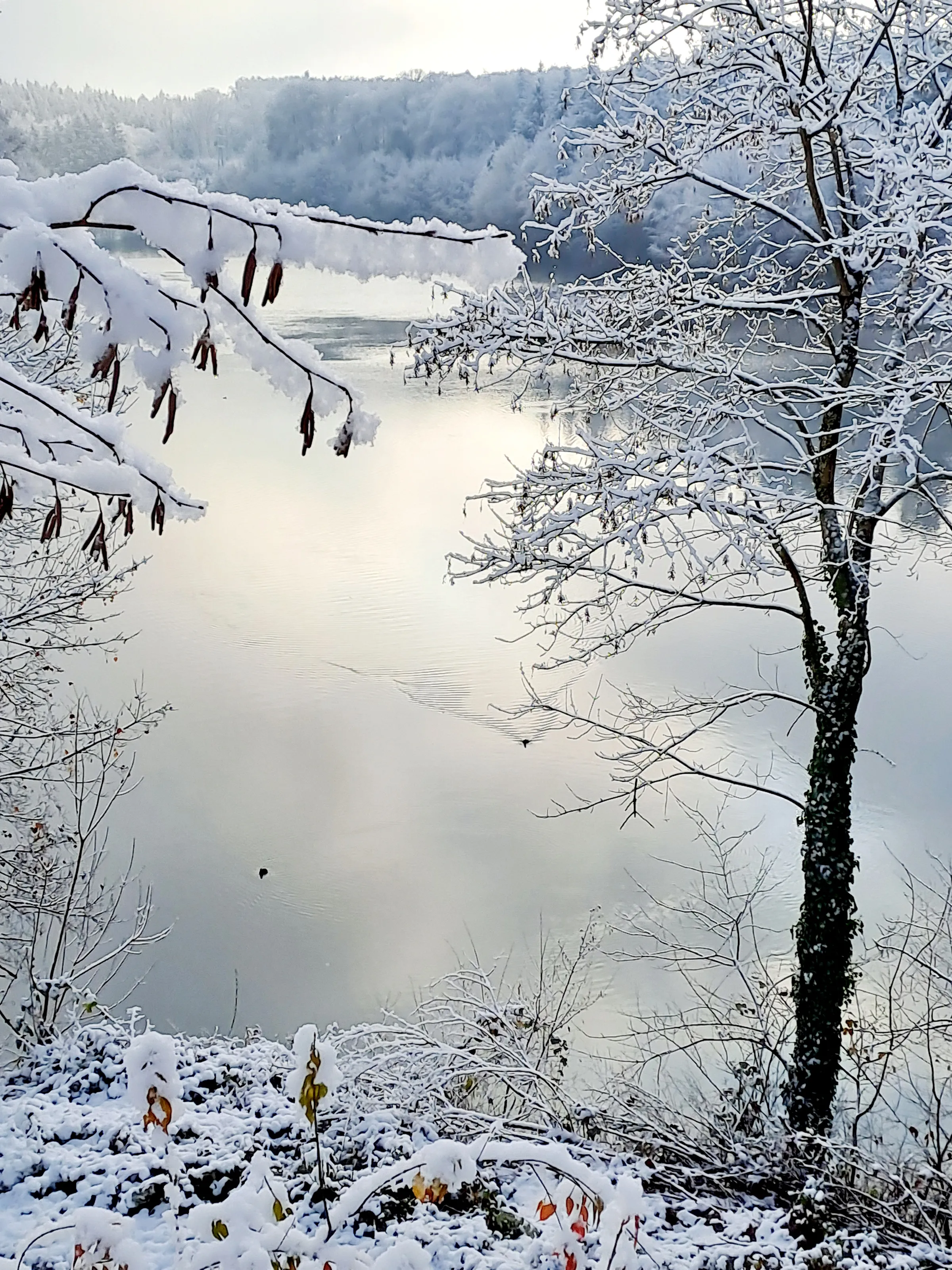 SNOW WONDERLAND