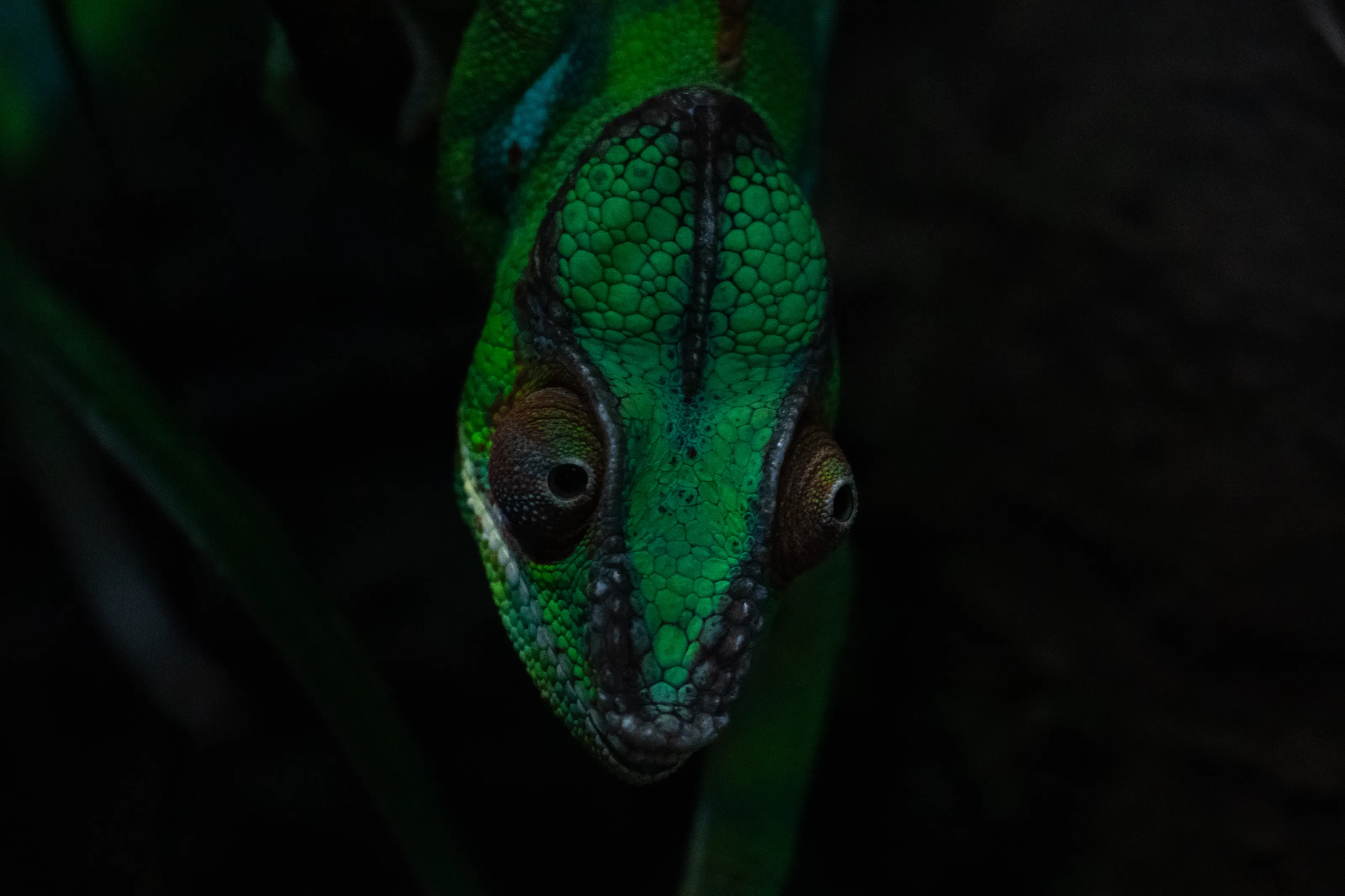 Chameleon