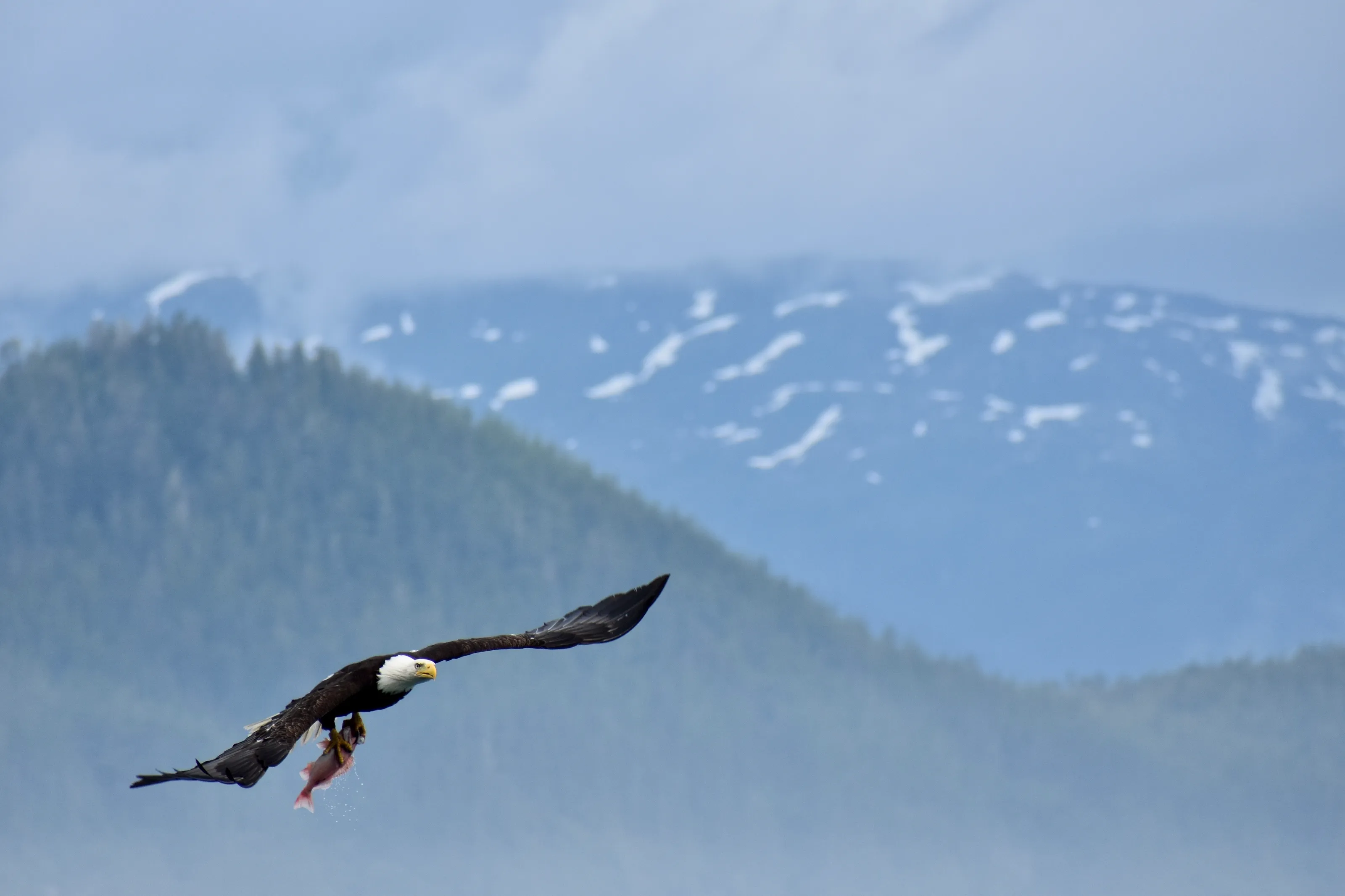 Eagle with Breakfast