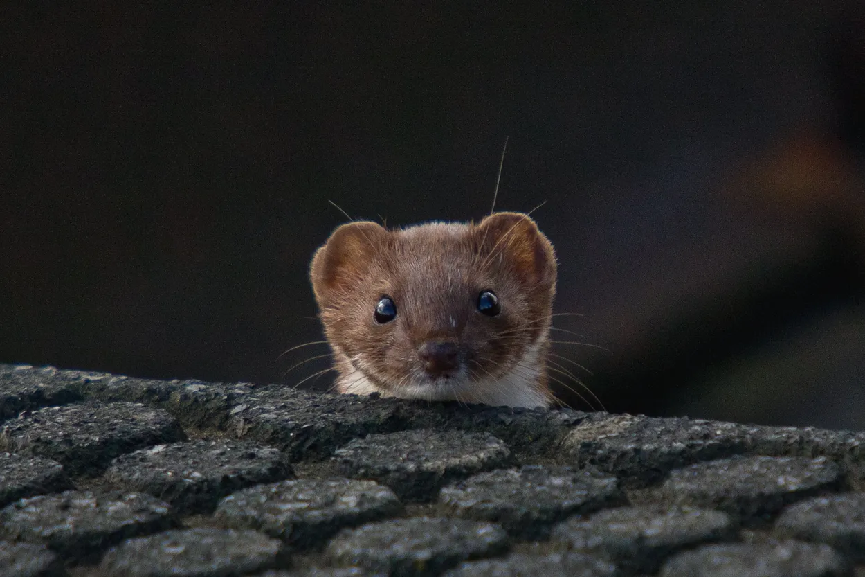Entry 1340803