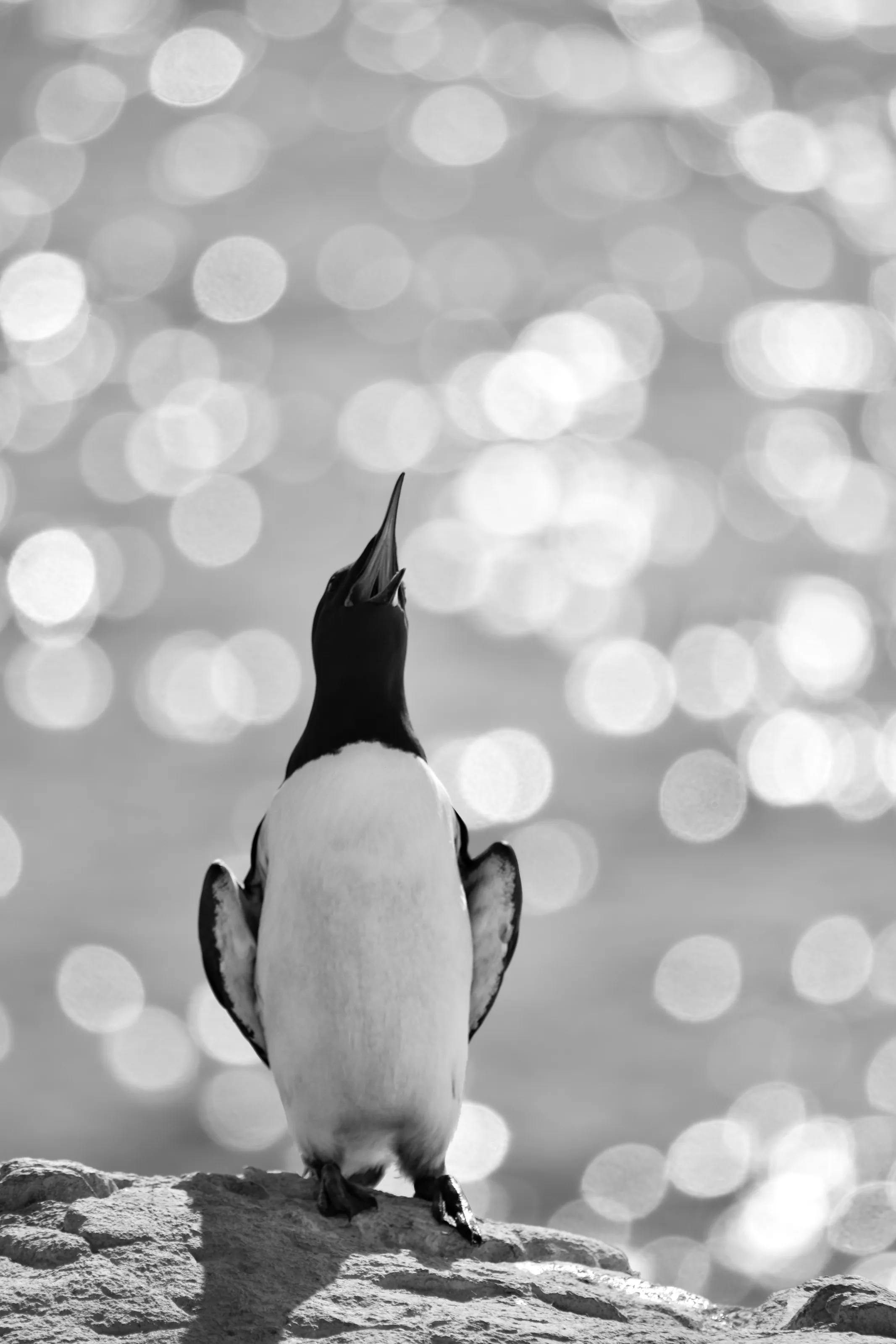 Guillemot