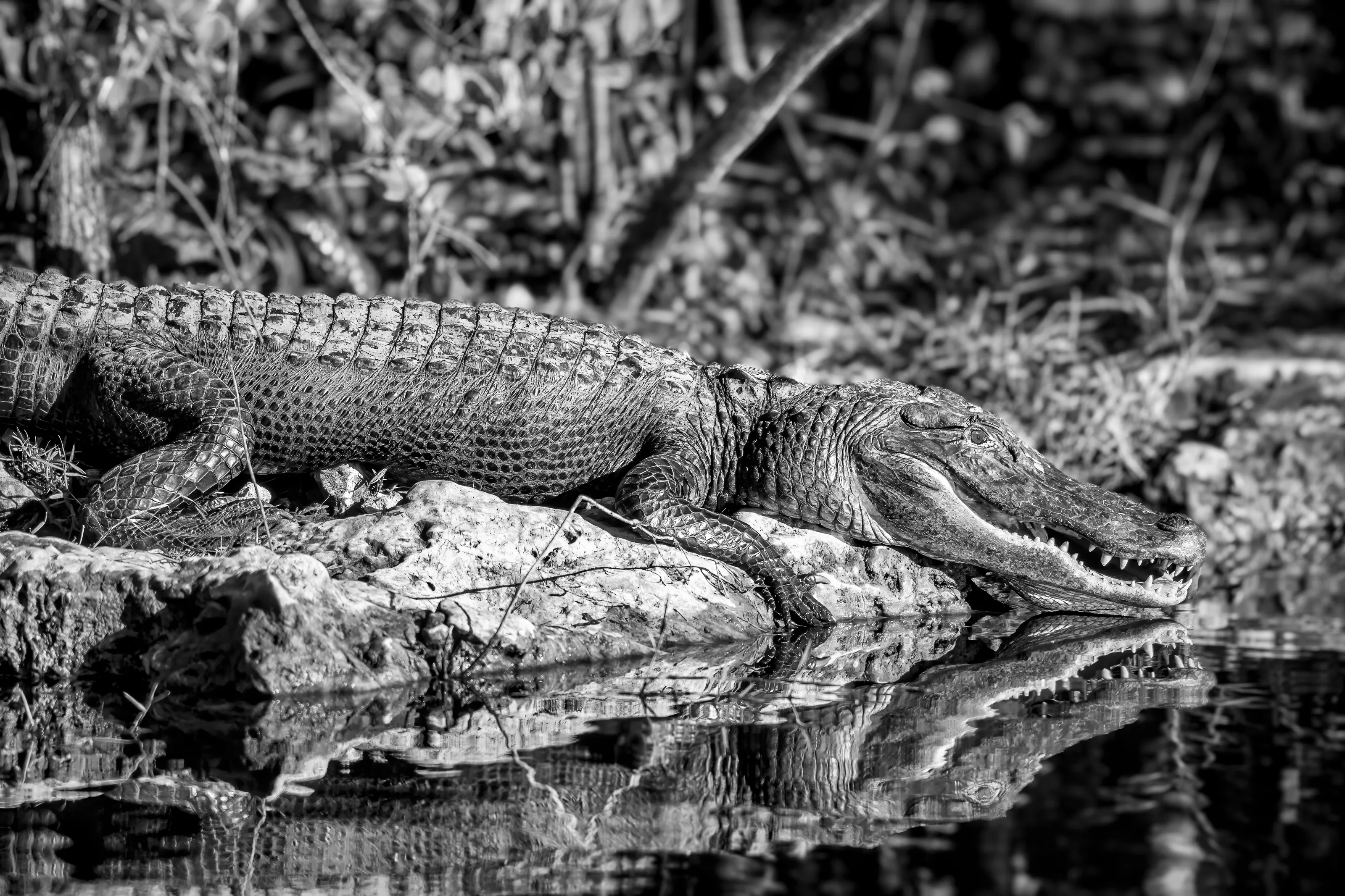 Alligator suns itself on a bank in the Big Cypress National Preserve in the Florida Everglades.