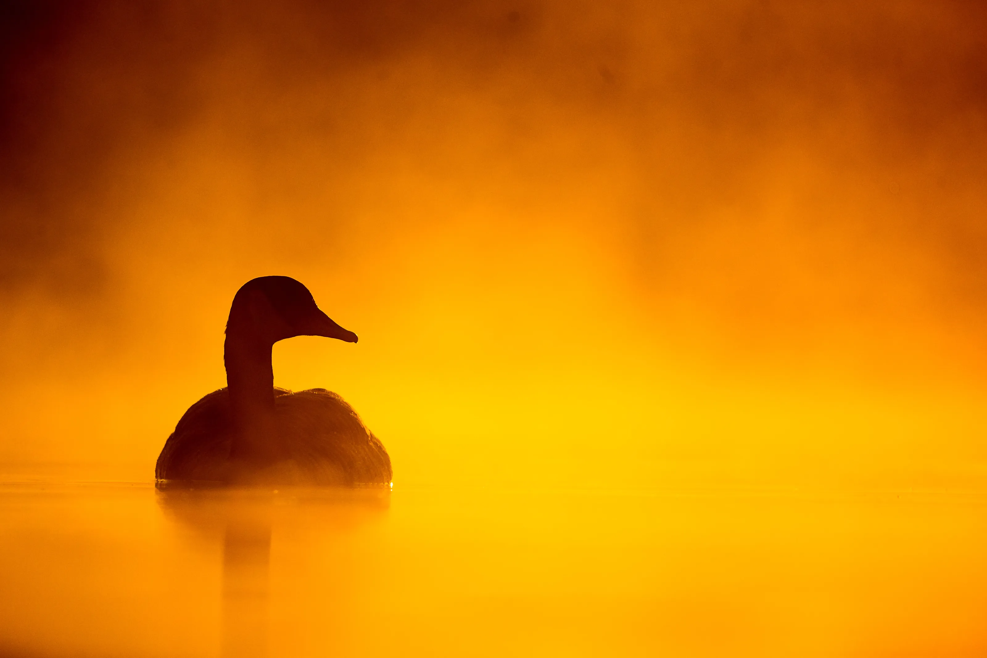Dawn Of A New Day
