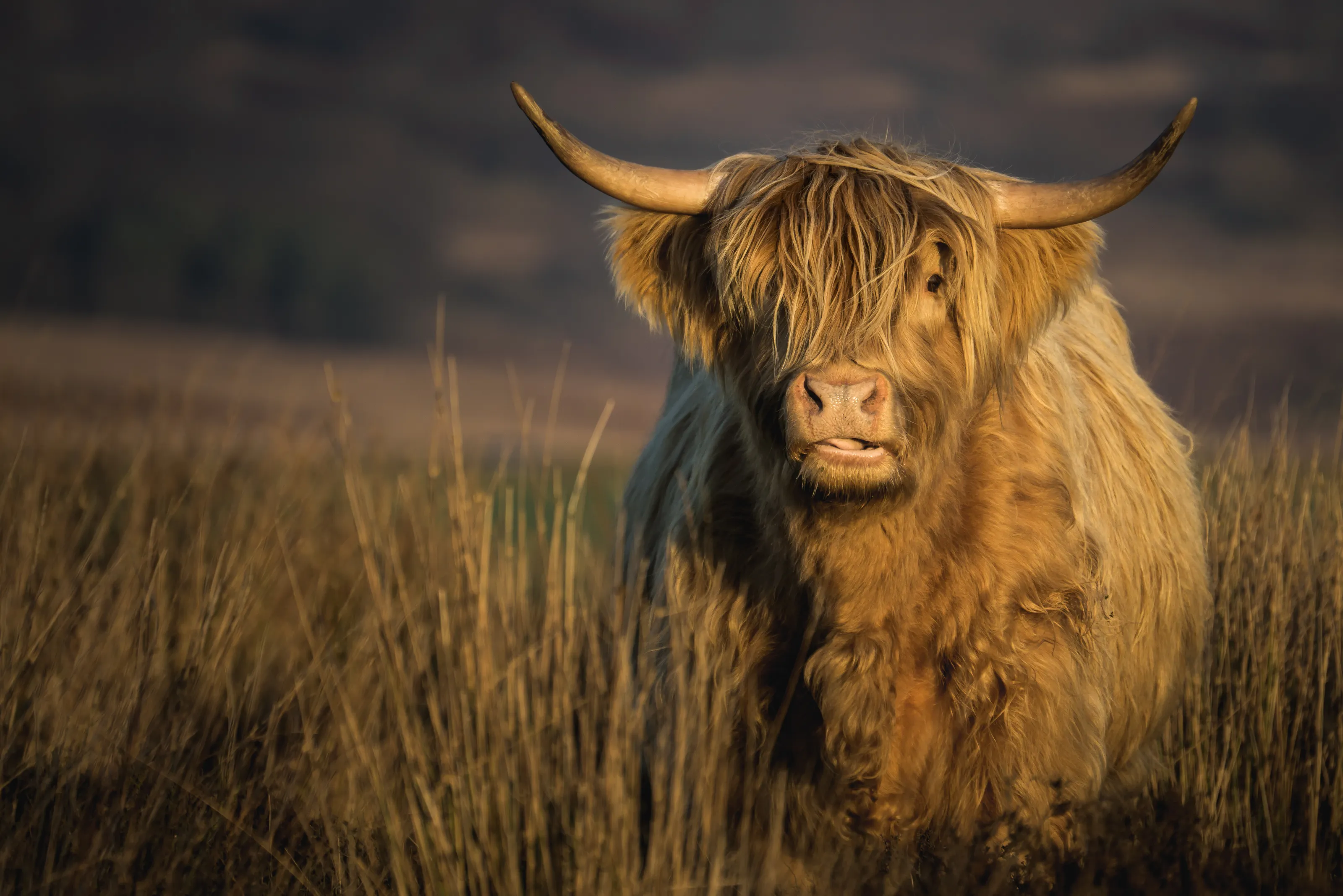 Peak District Highland Cow