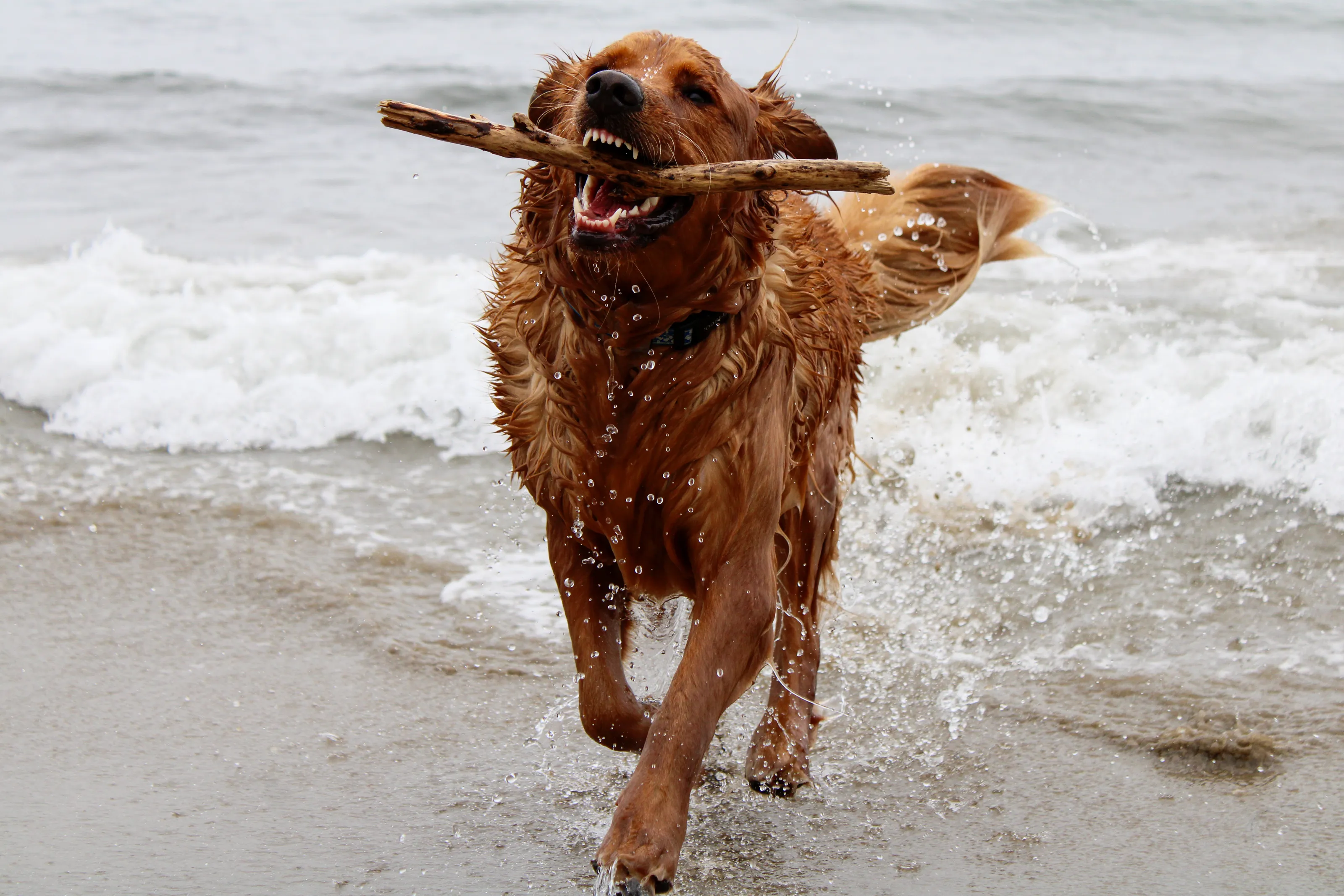 Golden Retriever Dog Running out of water