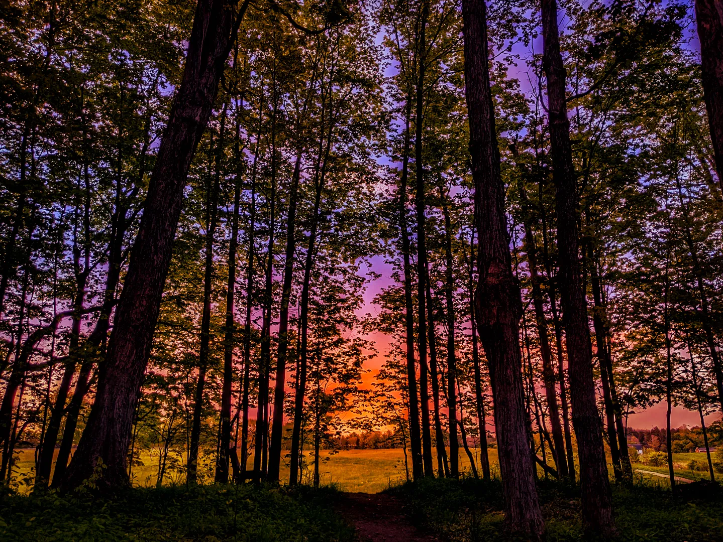 Sunset Through the Trees
