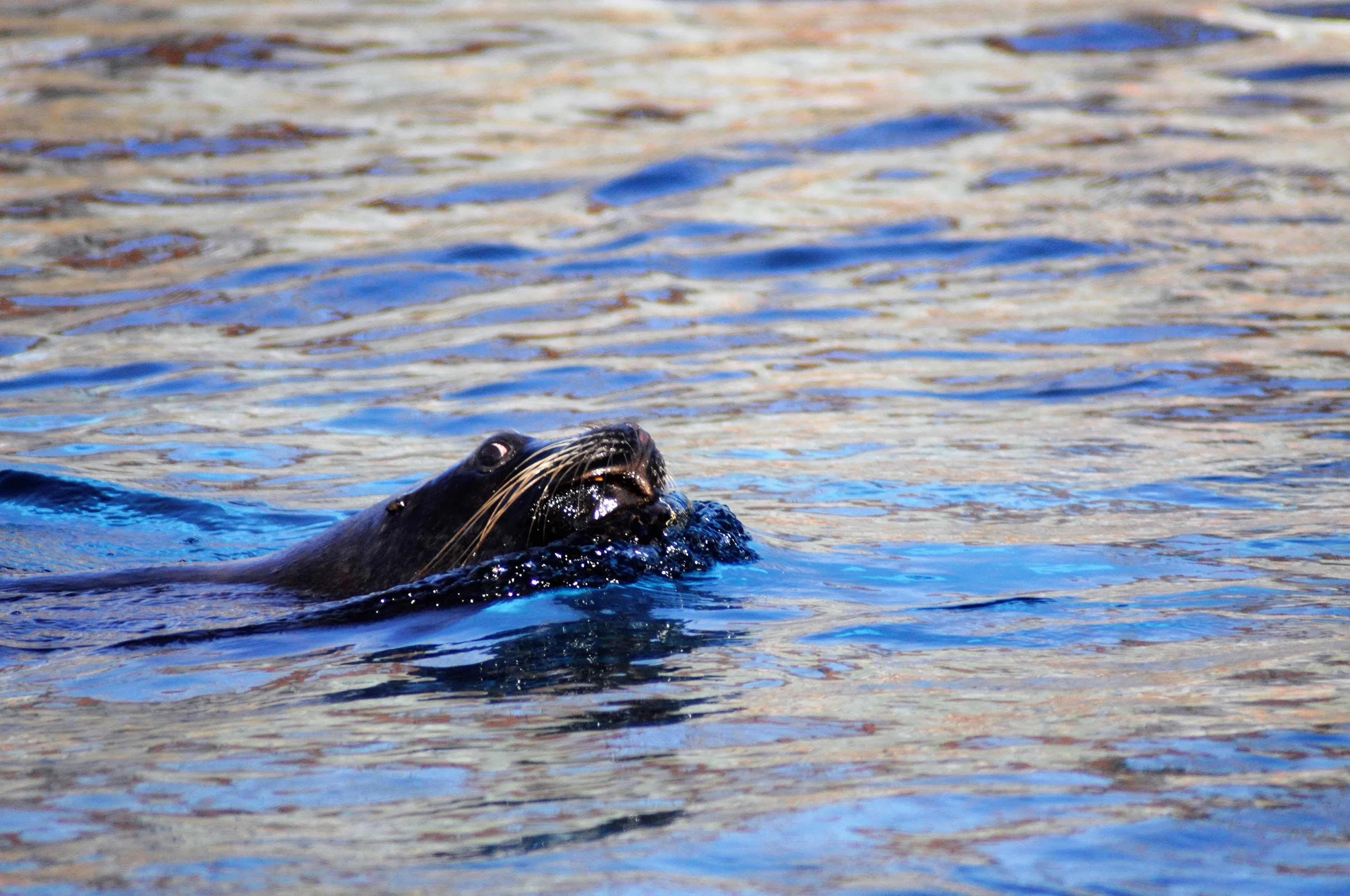 Sea lion