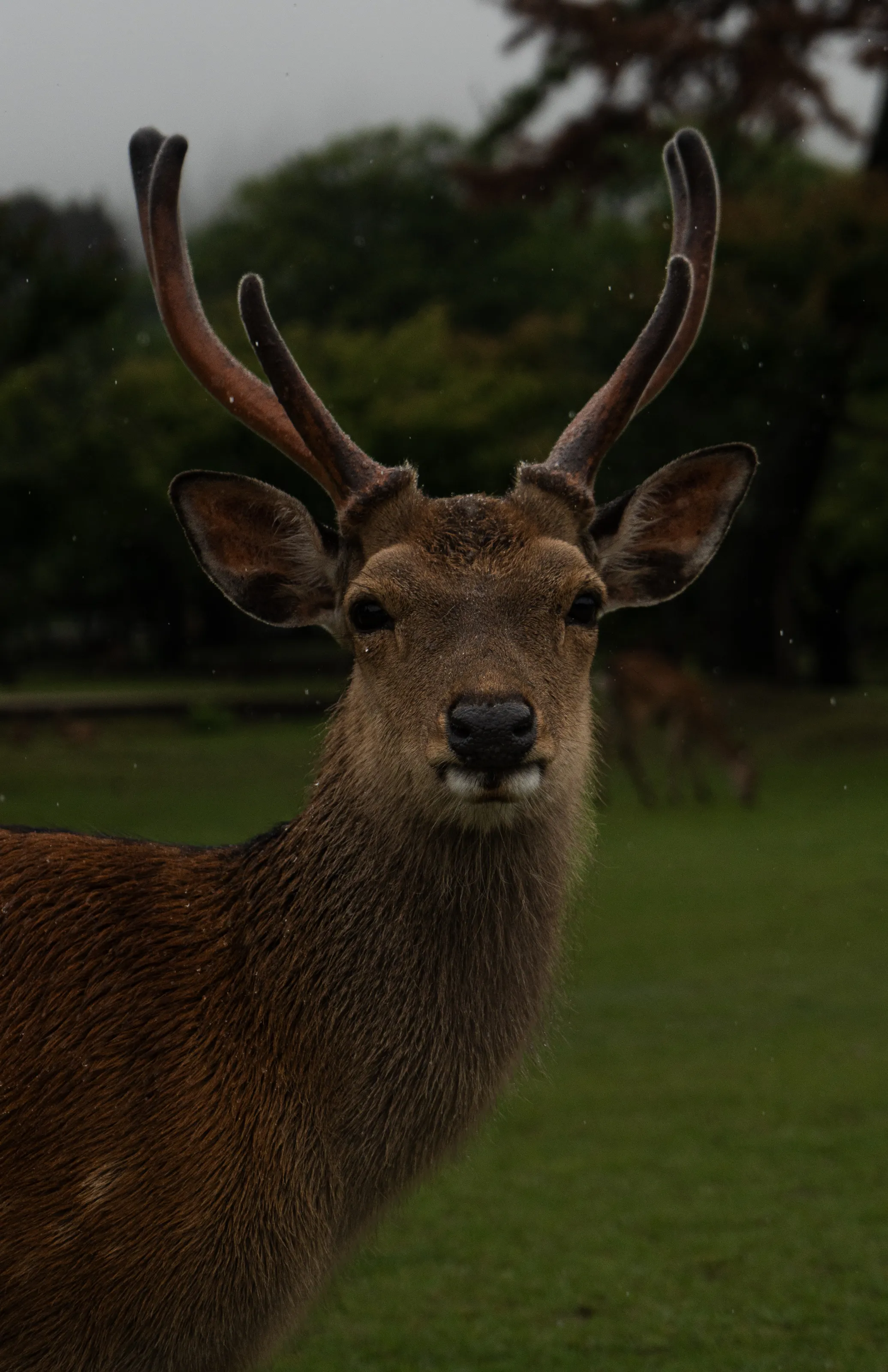 Male Sika Deer