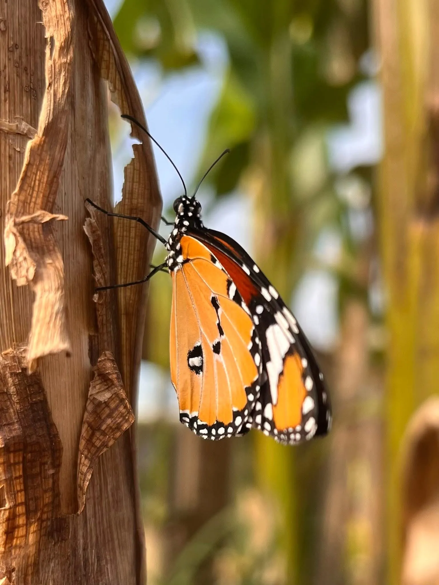 Butterfly🦋