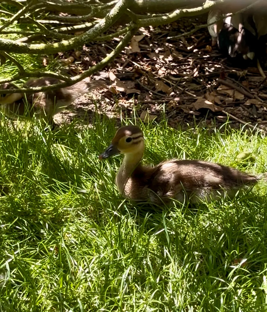 Patito feo