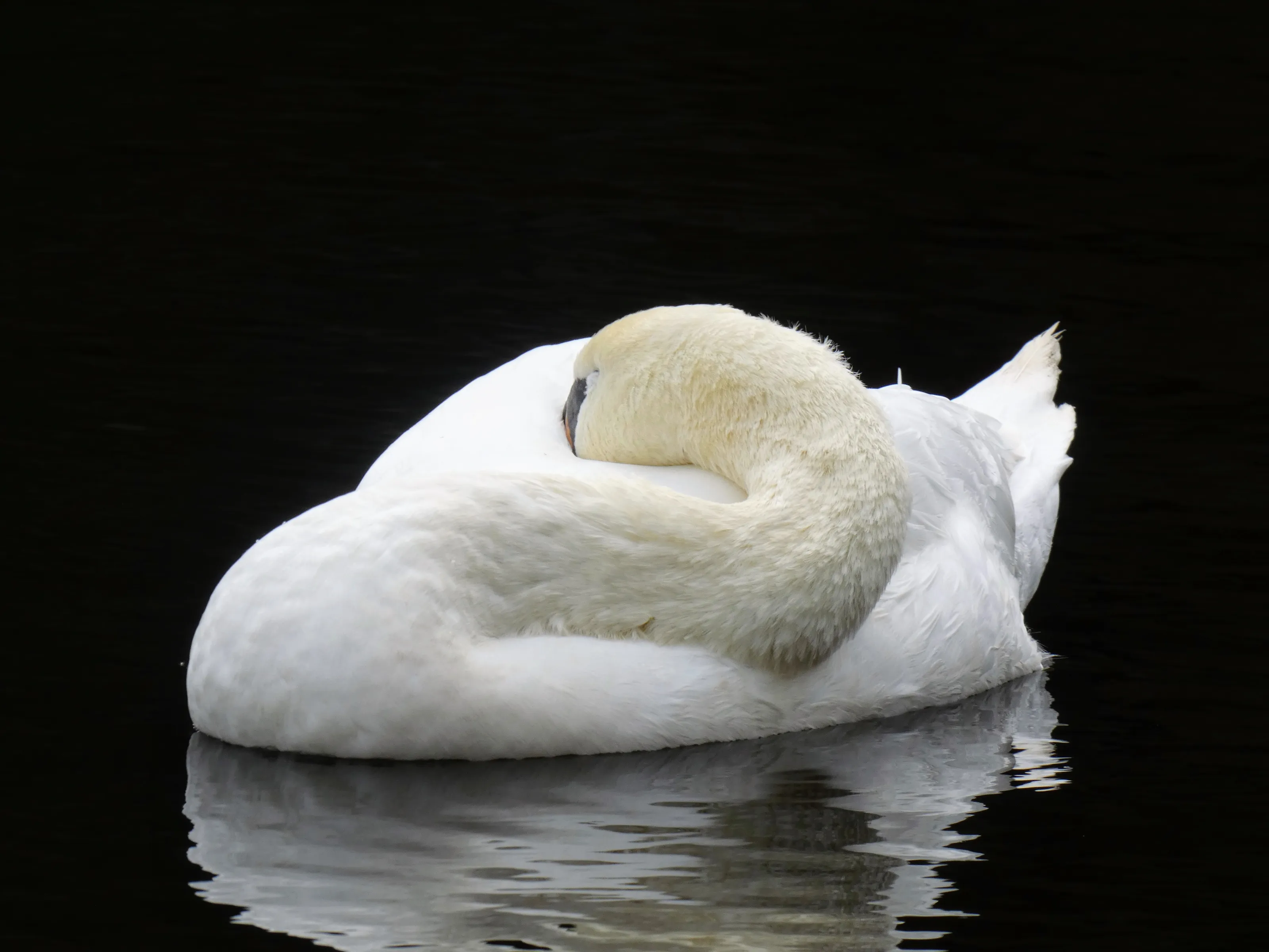 The Sleeping Swan
