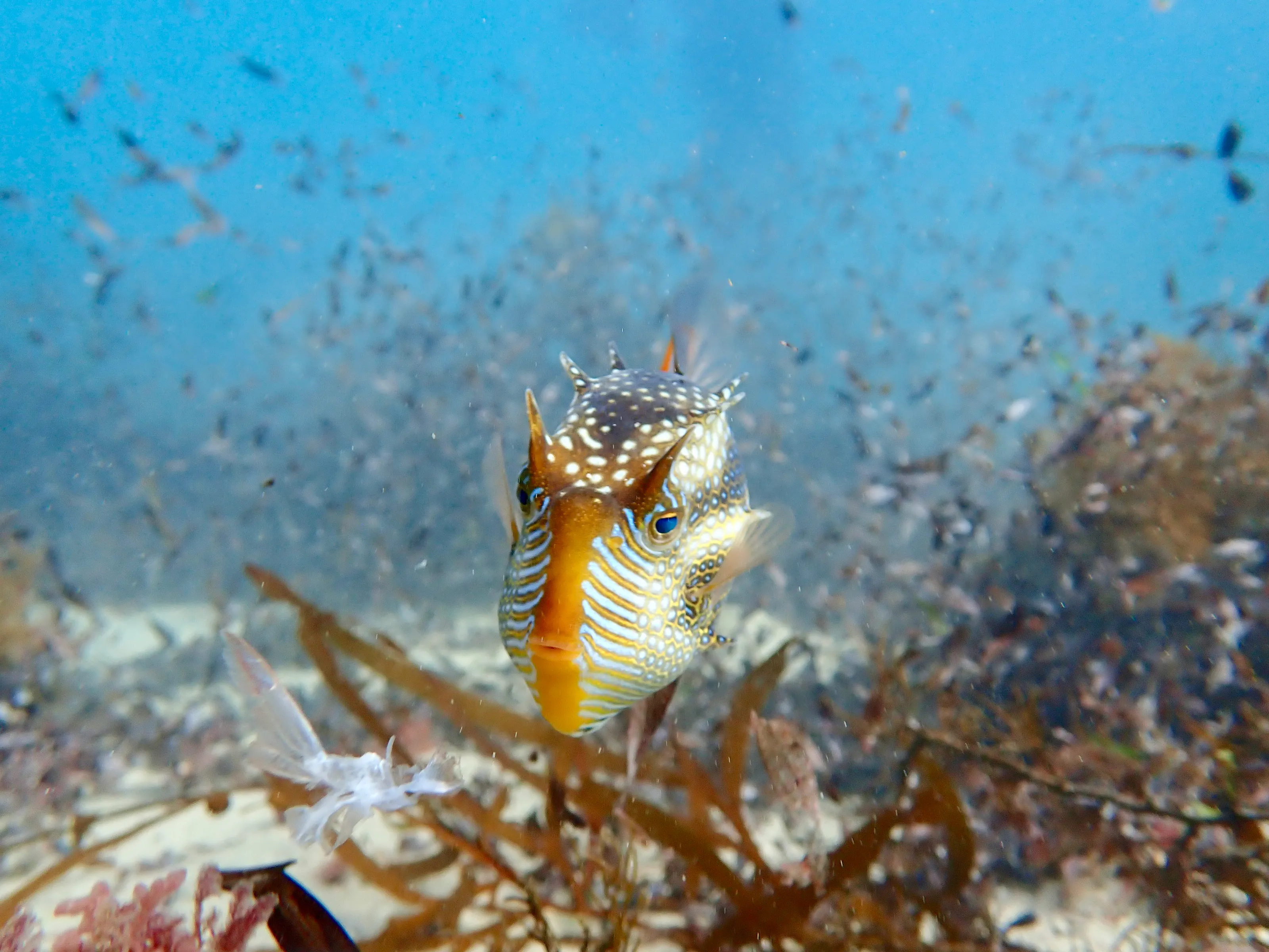 Ornate Cowfish