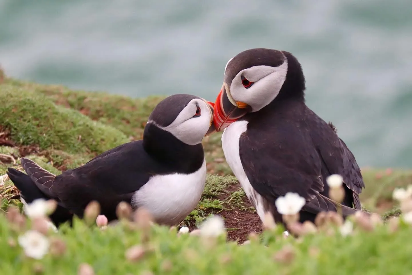 Puffins