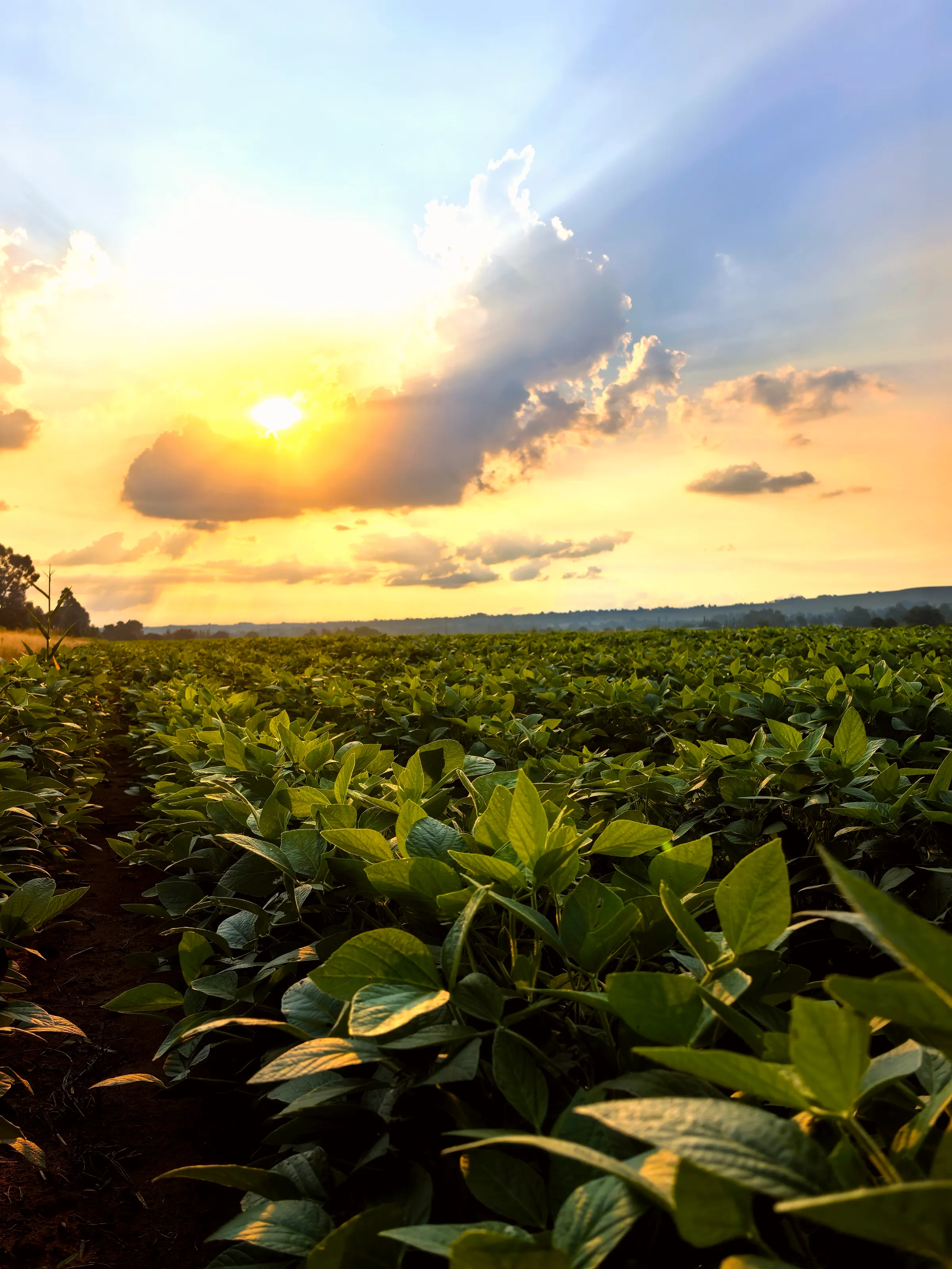Soybean Sunsets