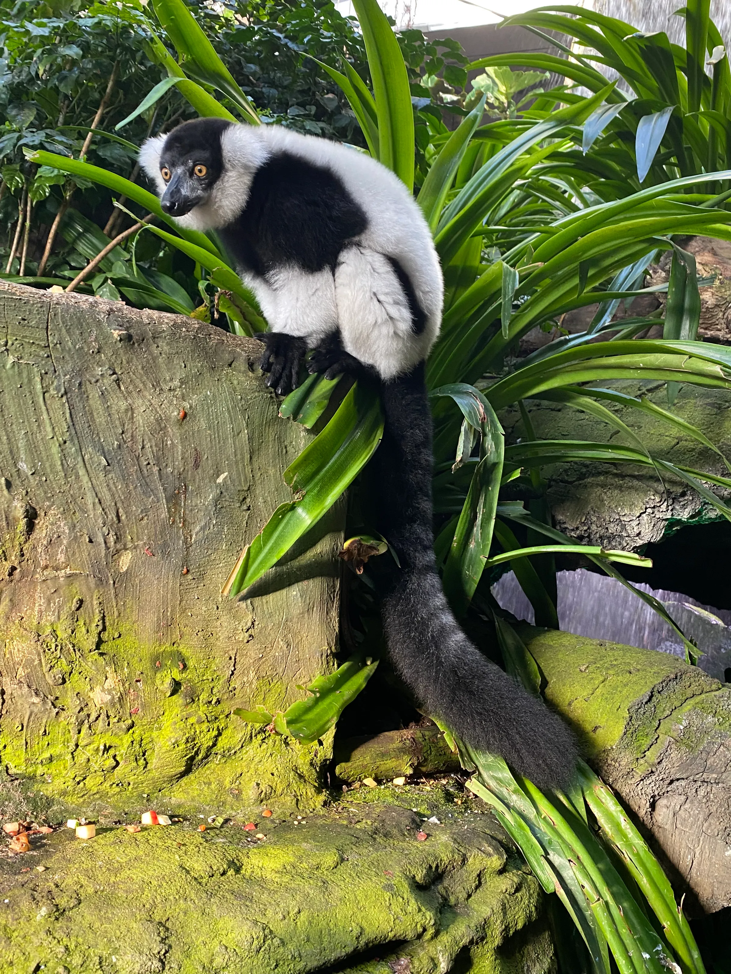 Lemur