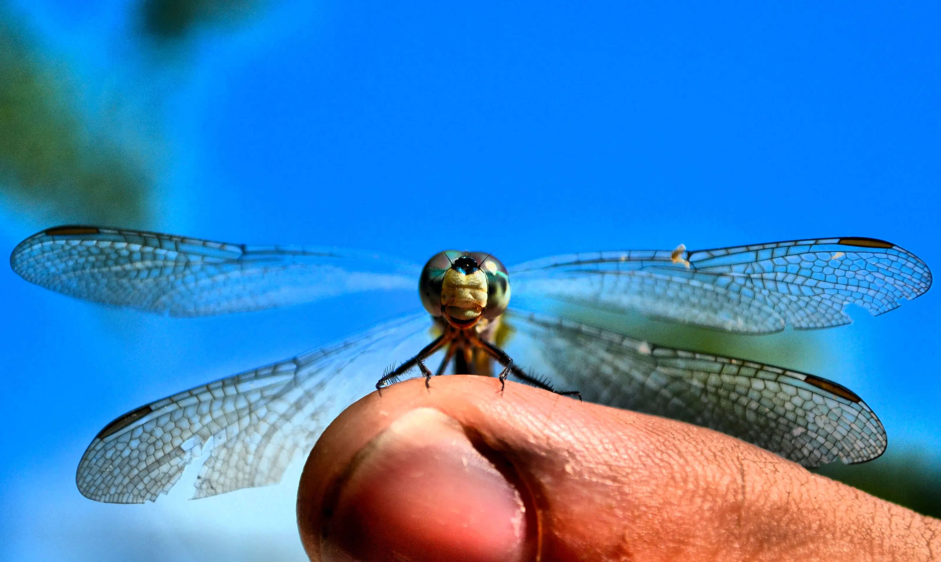 A Happy Dragon Fly