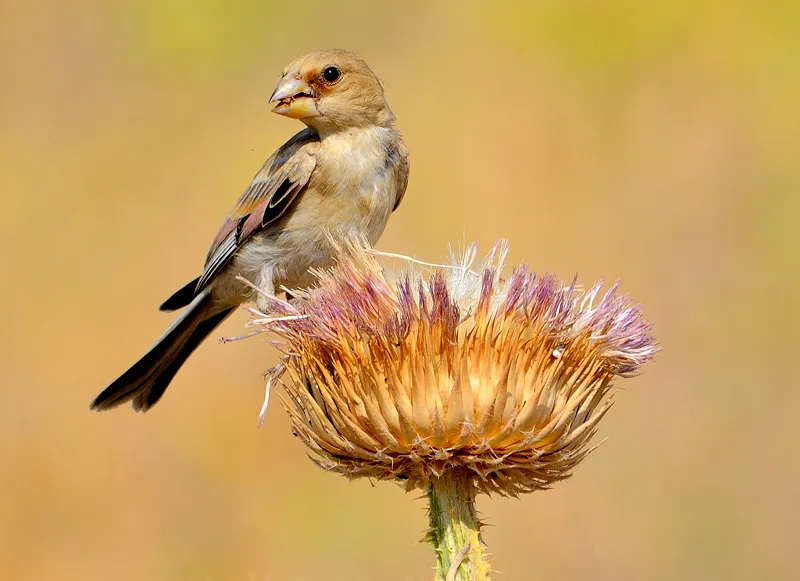 Pinkish Finch