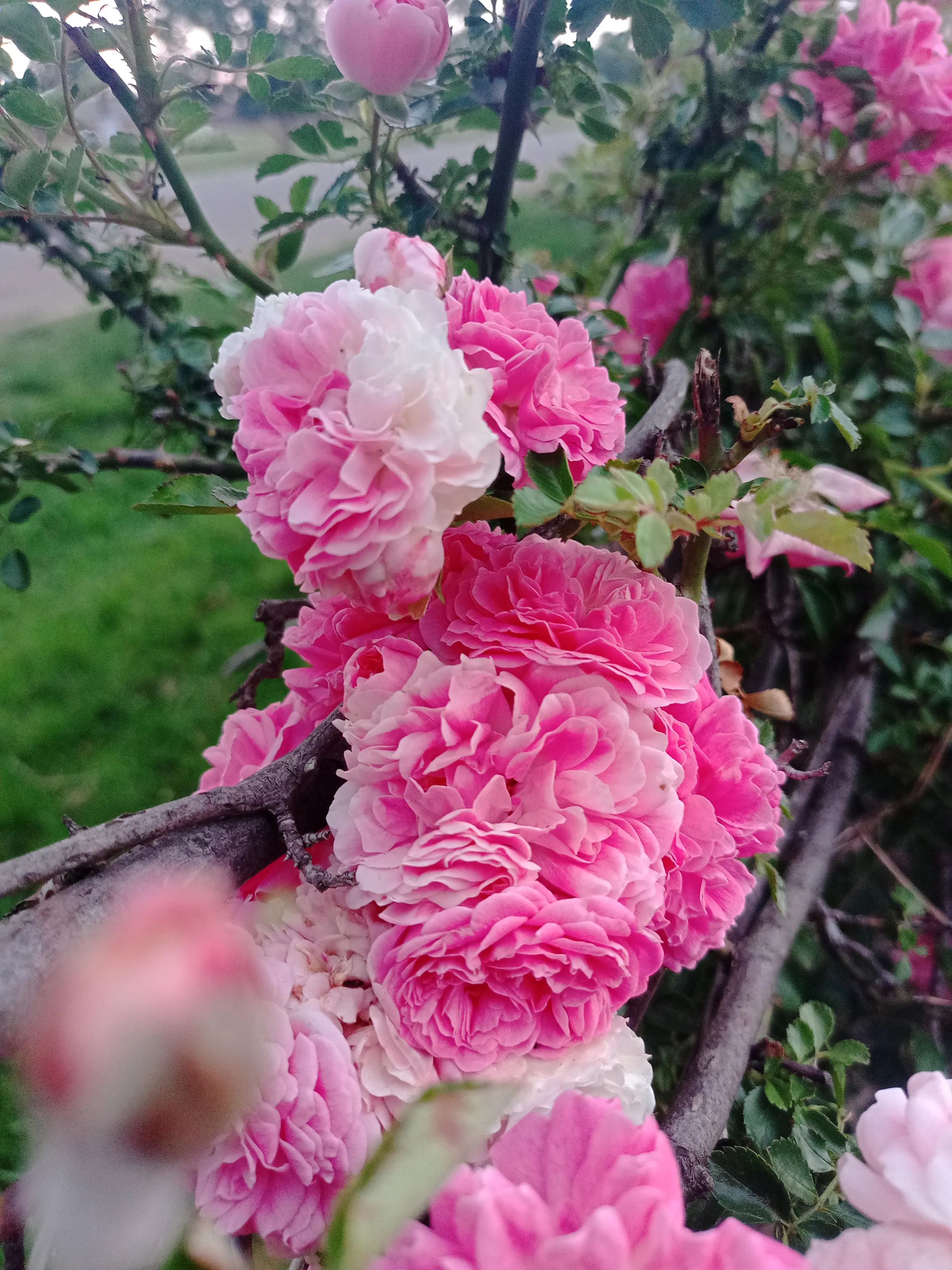 Rose bush