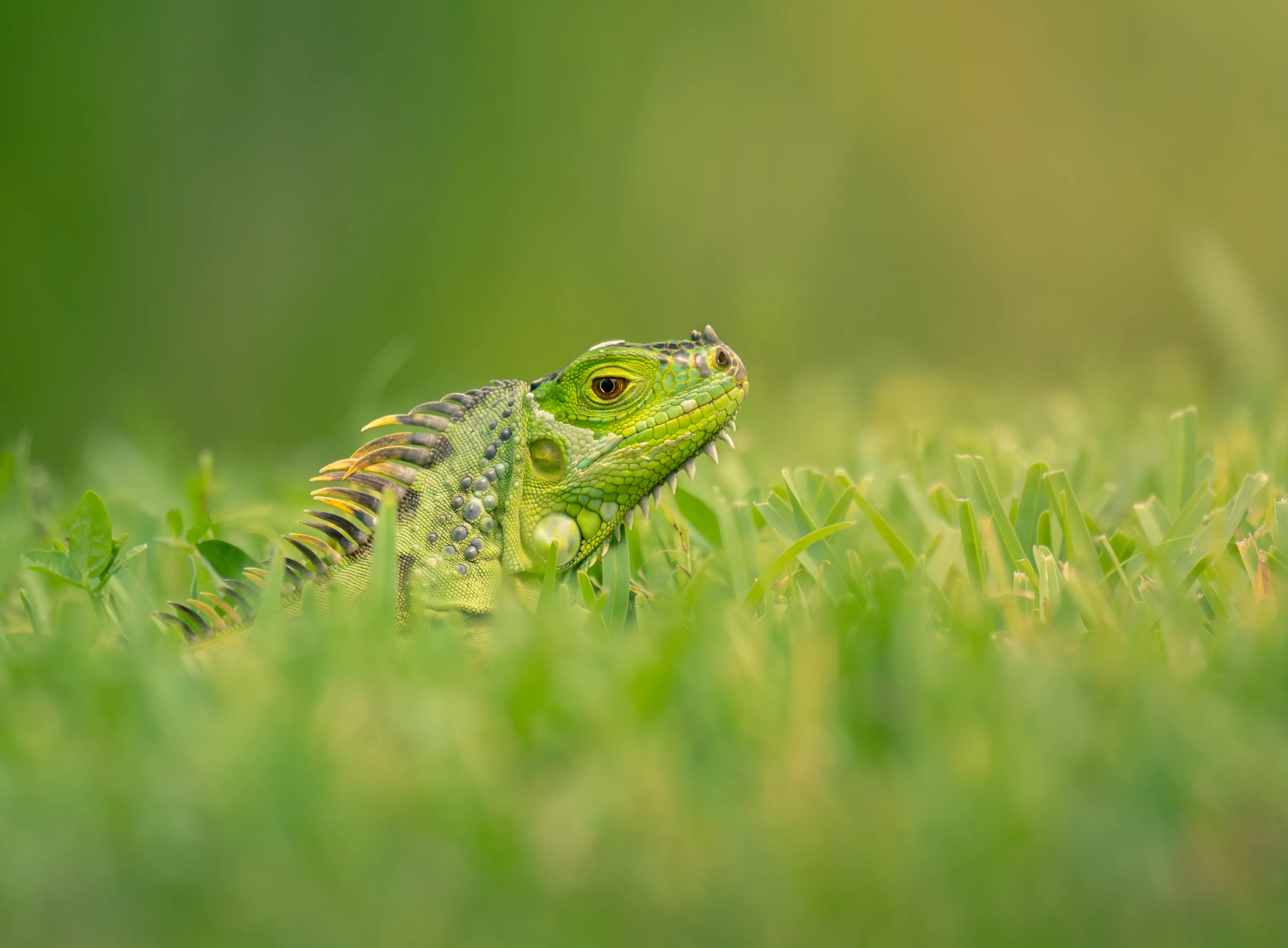 Green Iguana