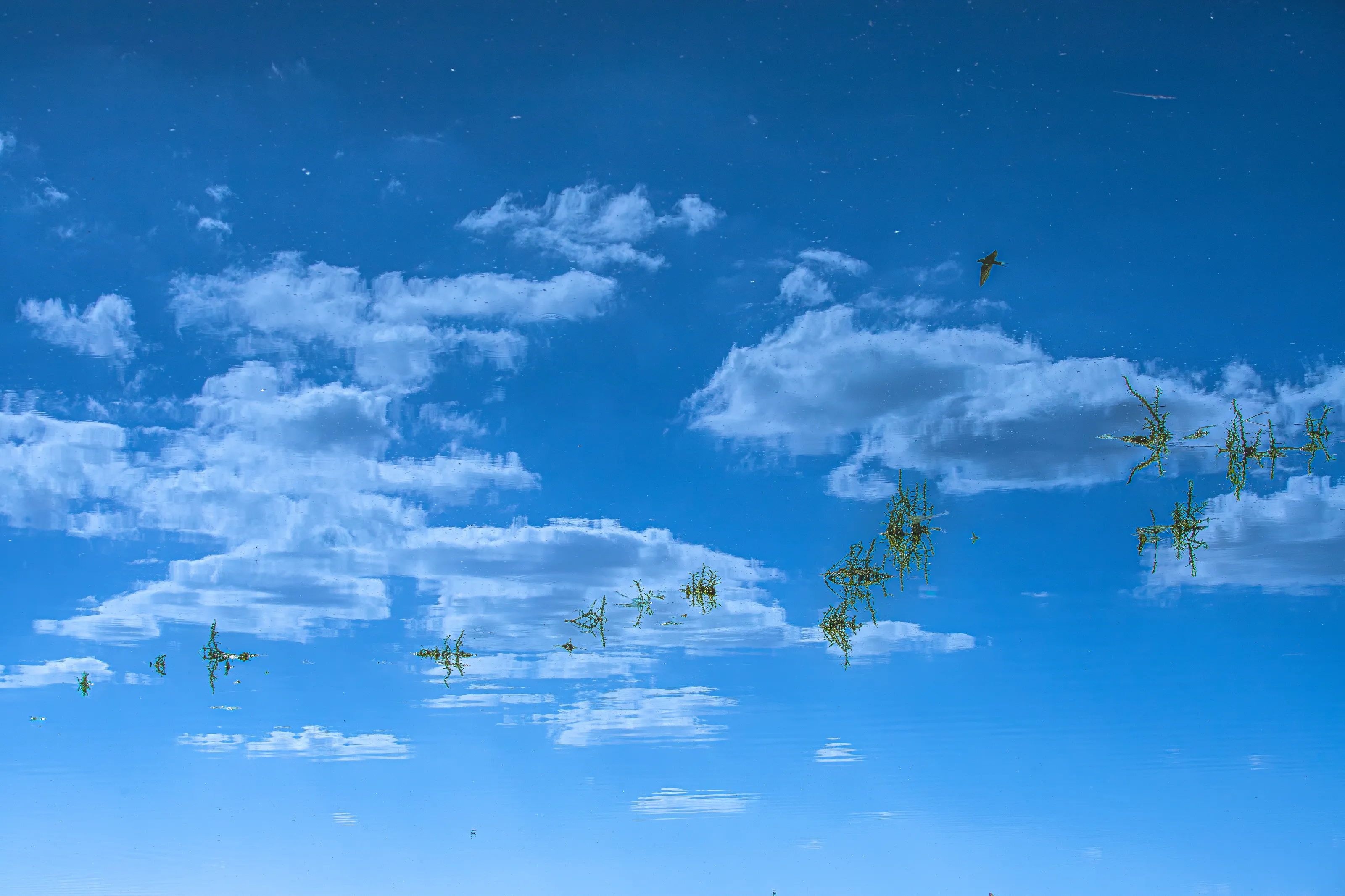 ... backyard of sky