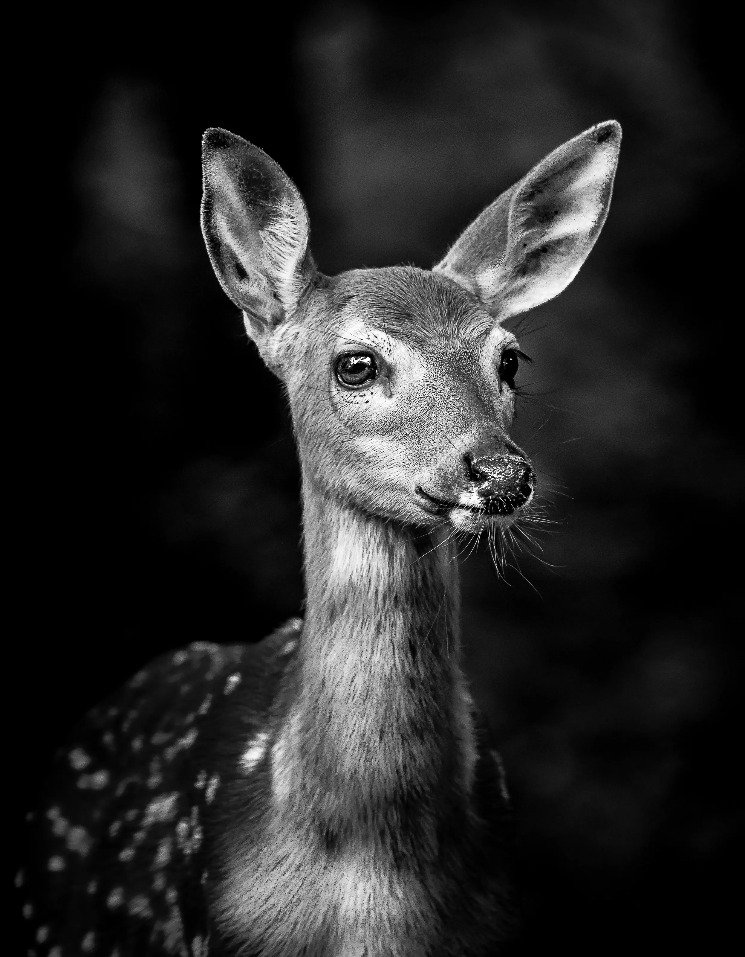 Fawn