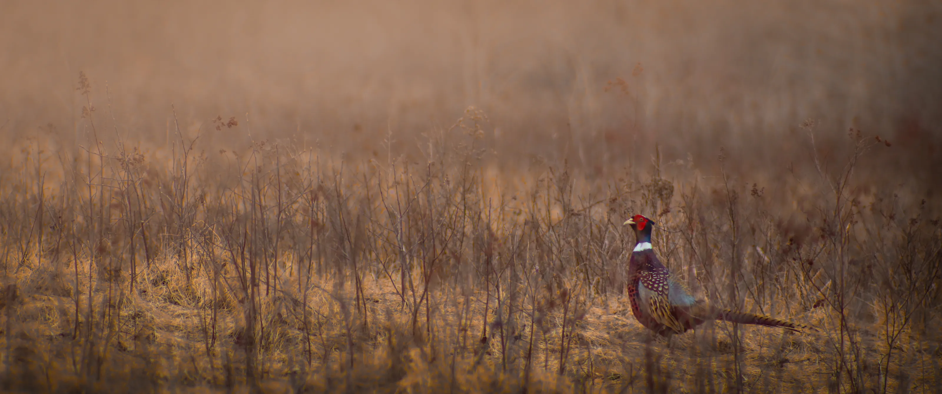 Dawn Bird
