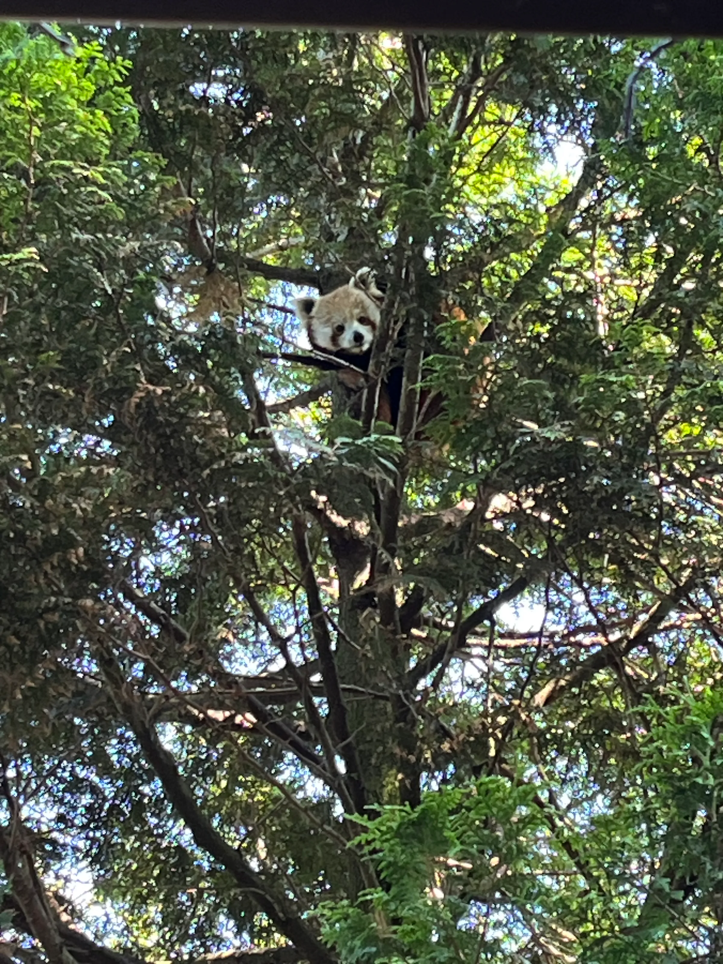 Find the red panda