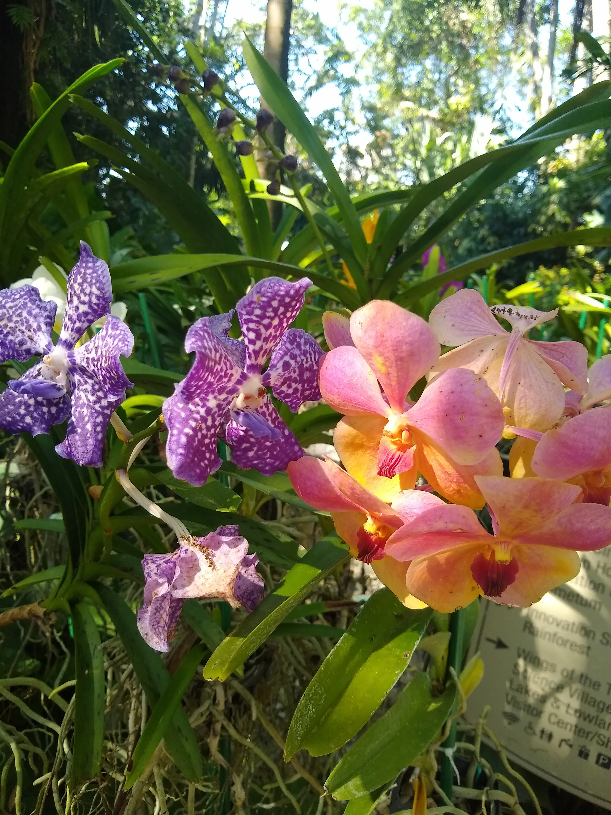A Floral Bunch
