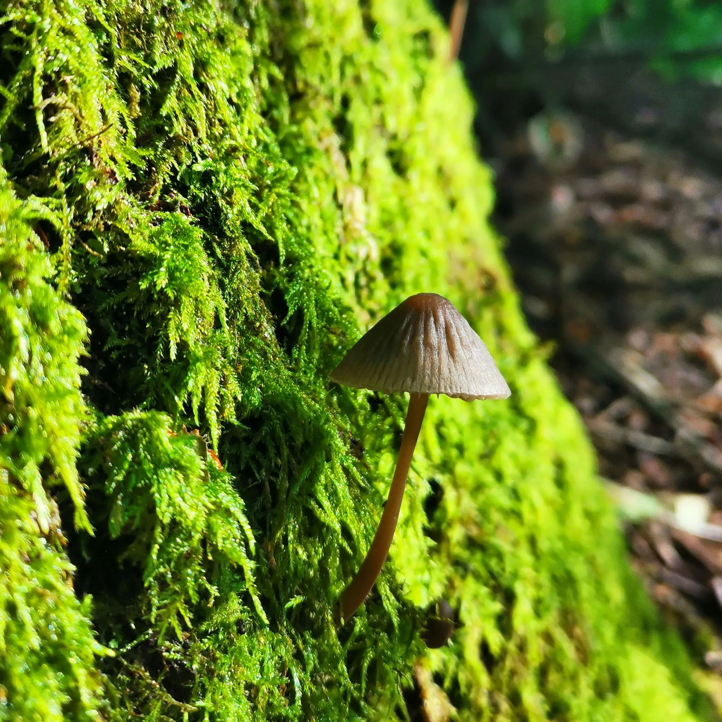 Whispers in Green