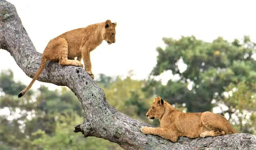 lion cubs