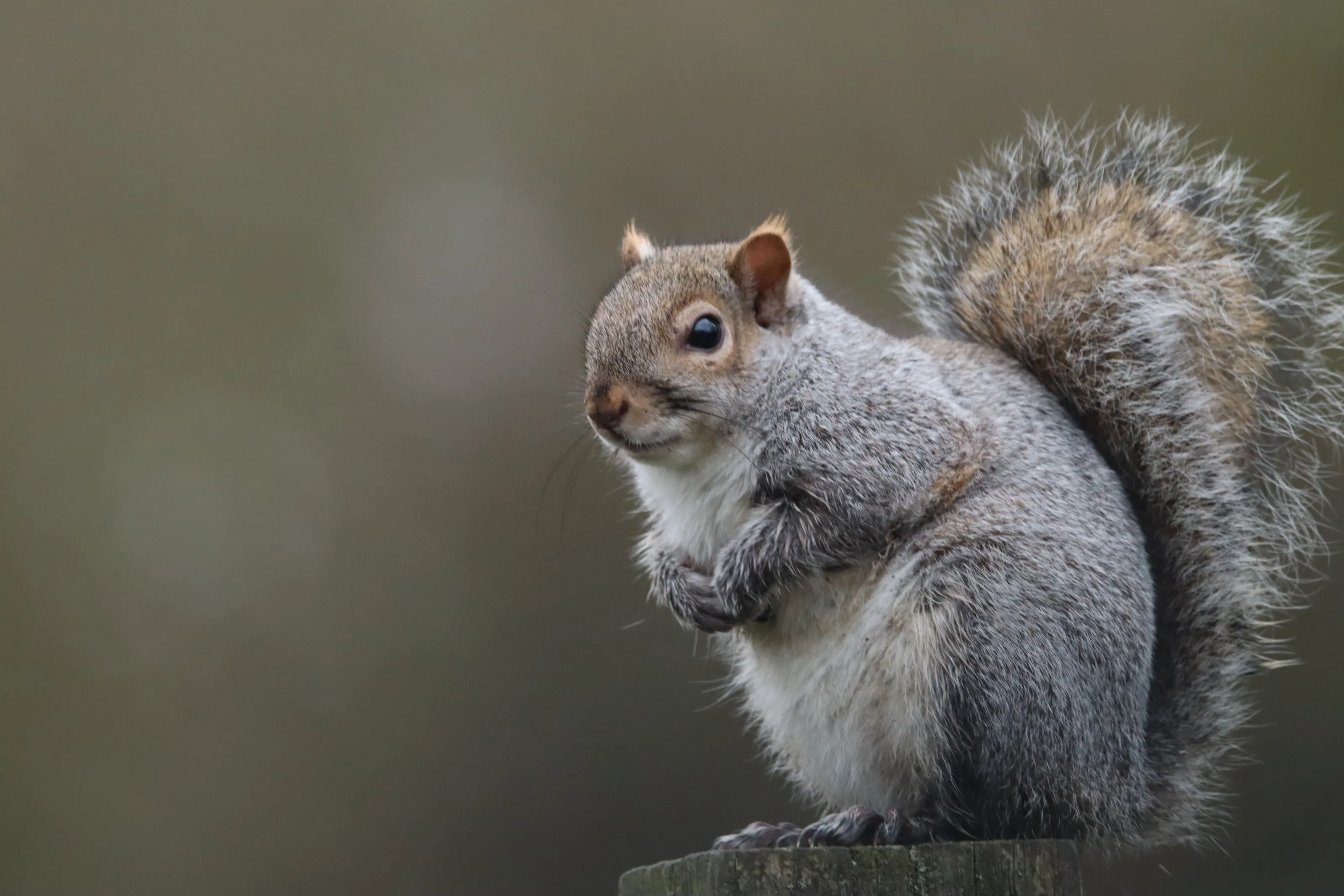 Close-Up of a Grey Squirrel in a Natural Outdoor Setting