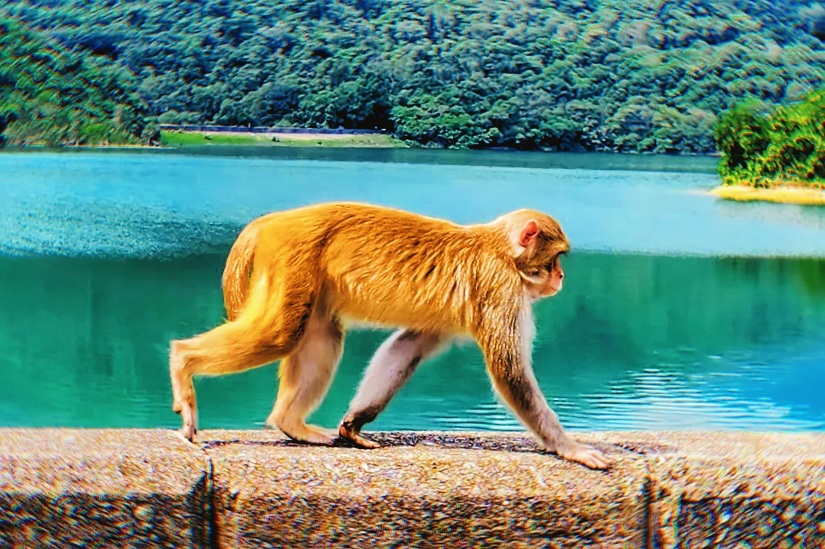 Guardian of the pier