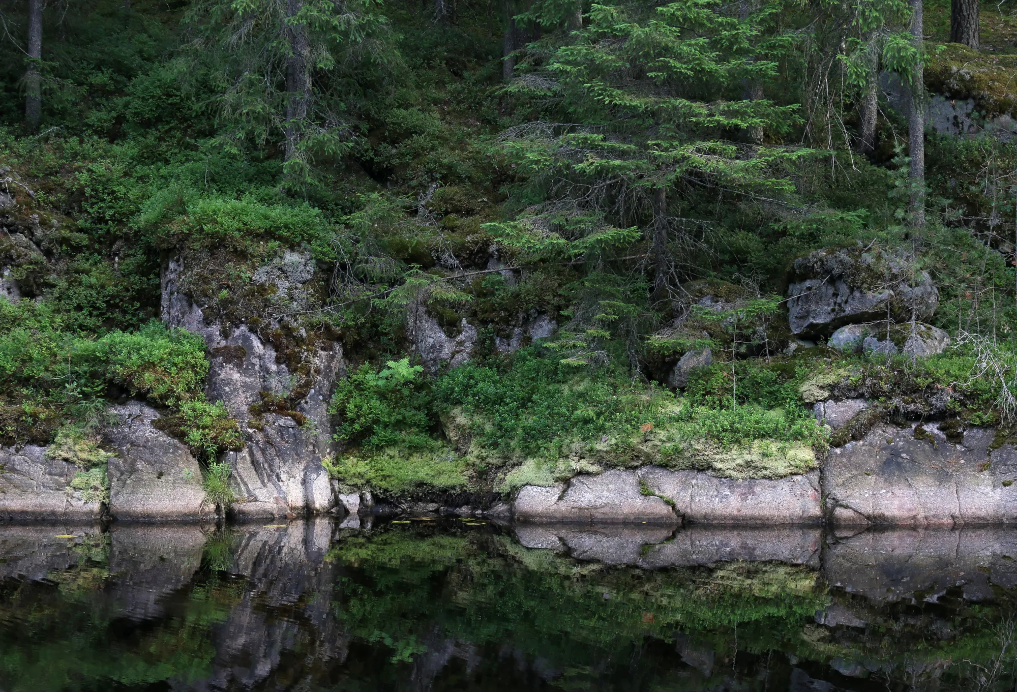 Dark Woods