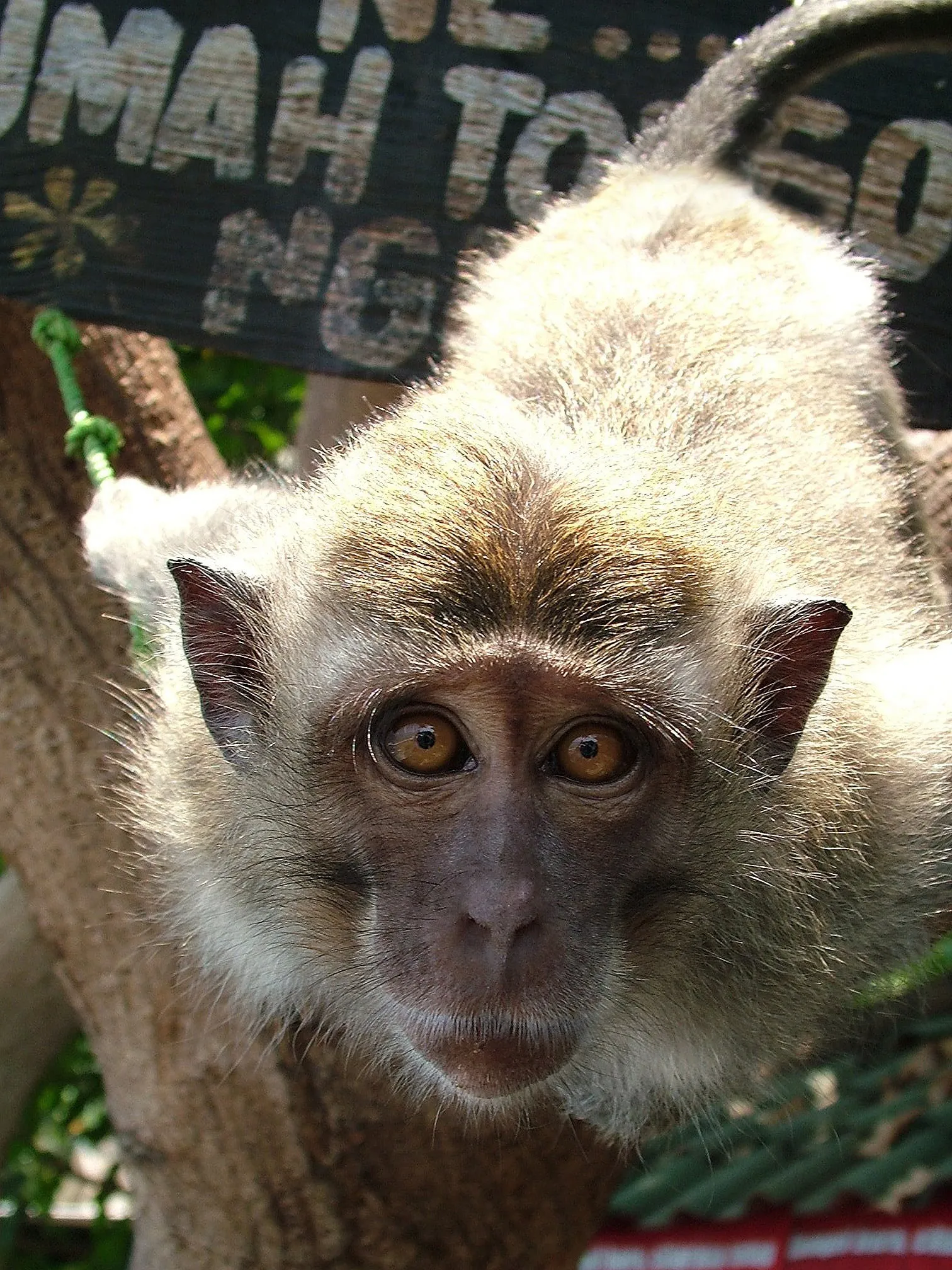 Monkey Business