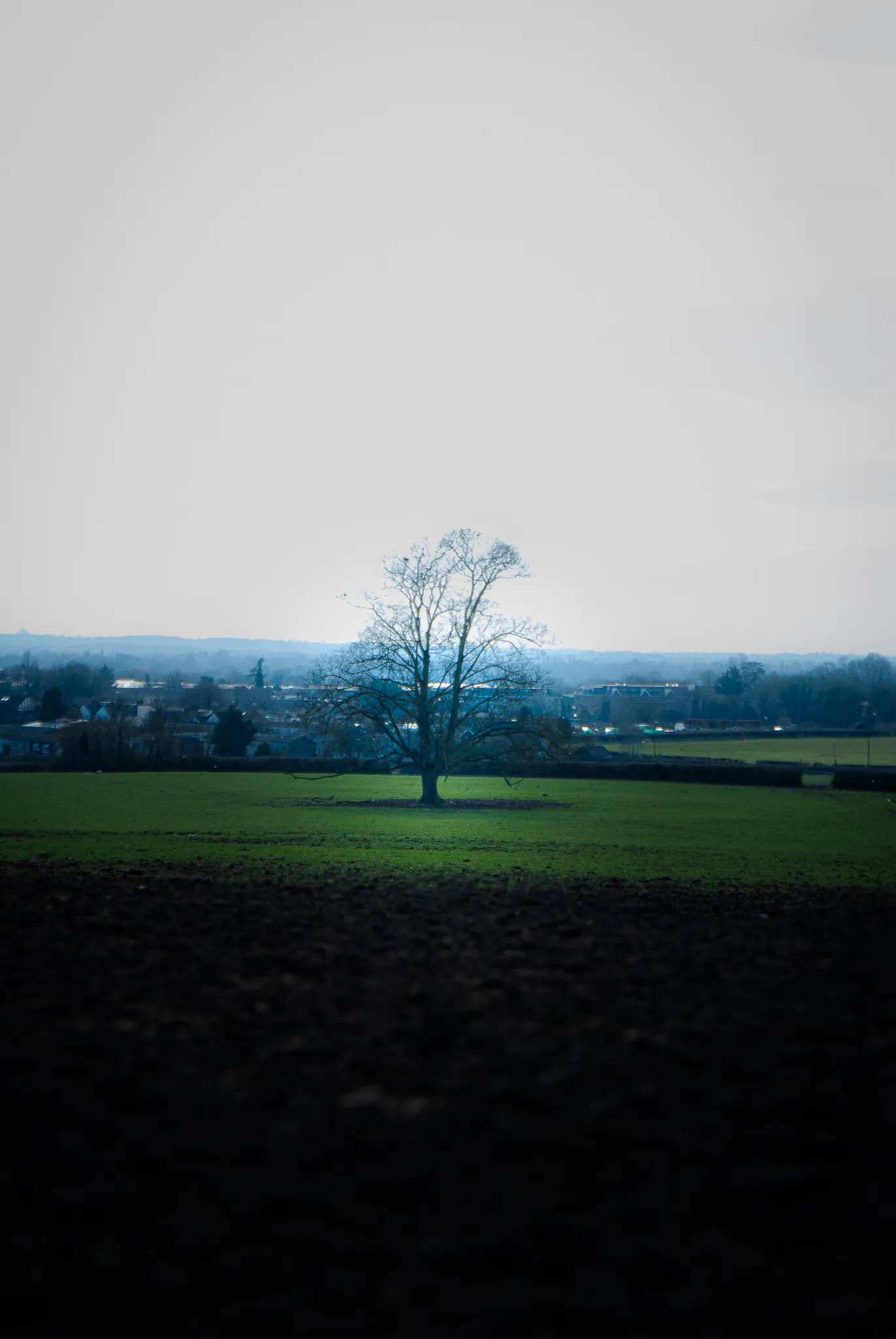 Tree scented in the middle of a field