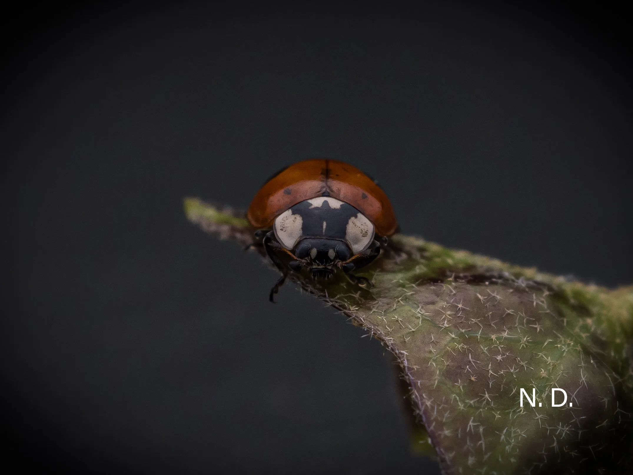 Ladybug