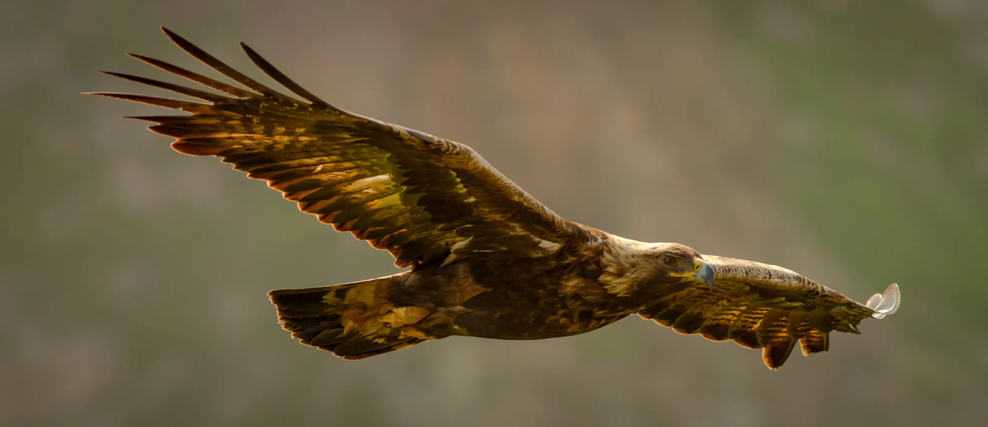 Golden Eagle in Flight