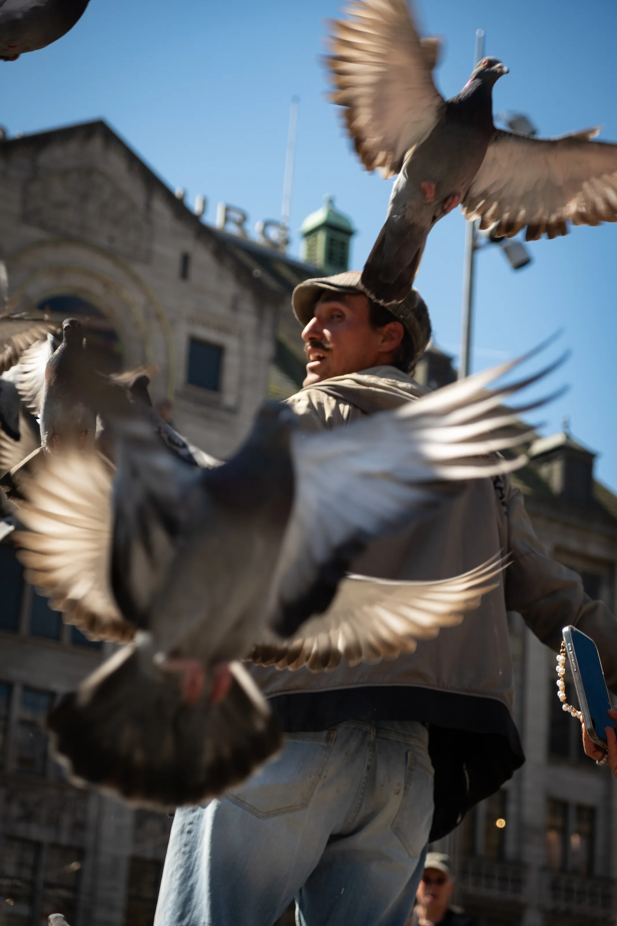 Pigeon surprise