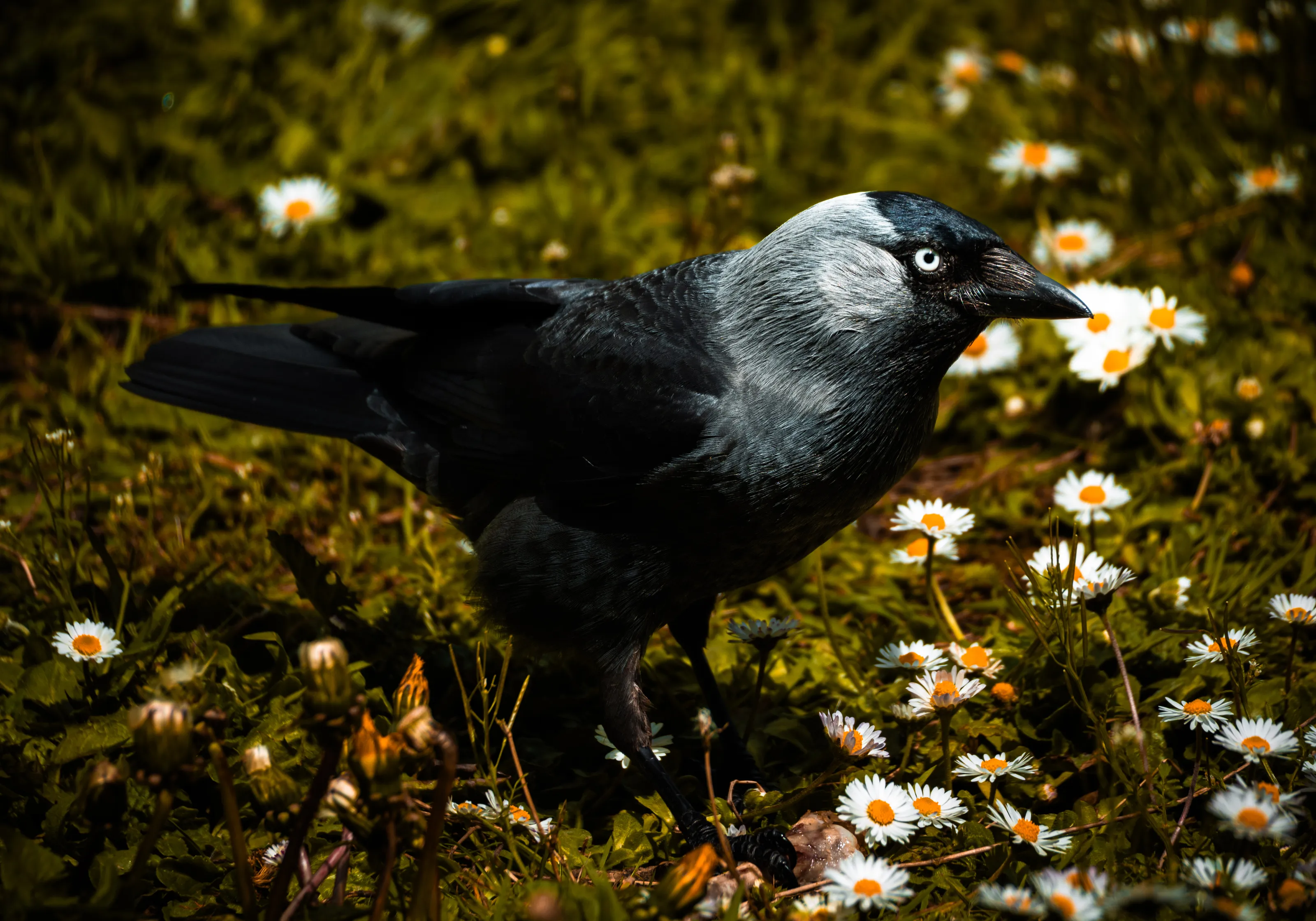 Crow and flower