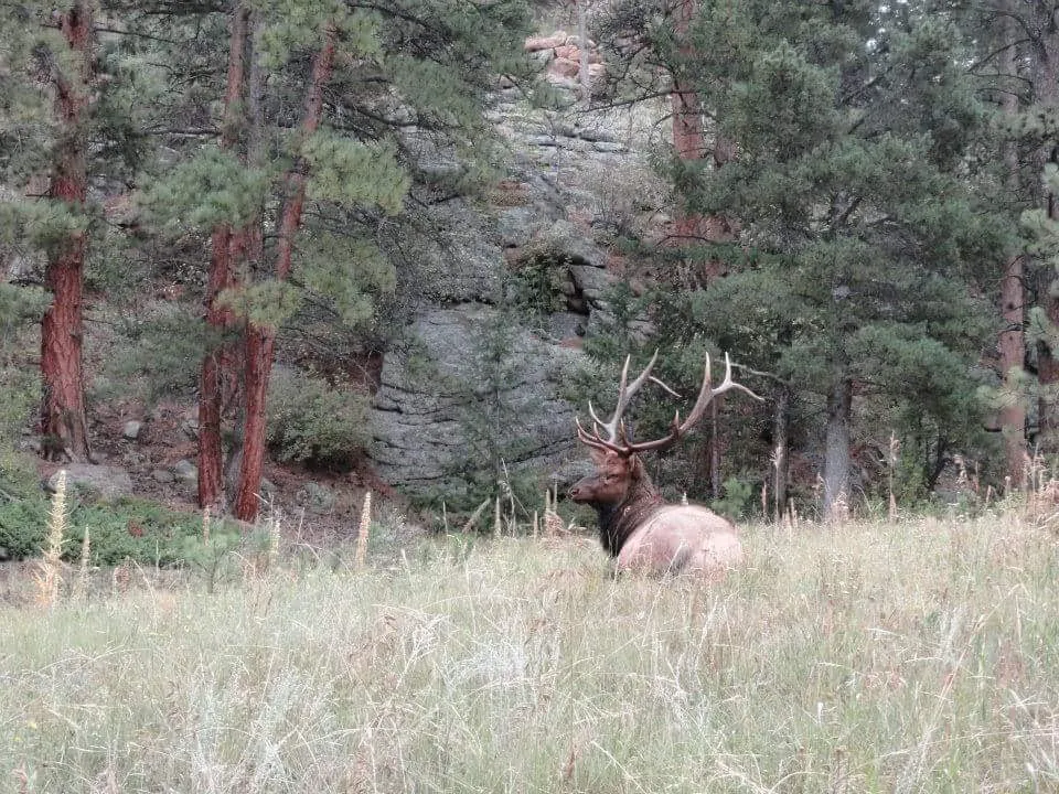 Silent Majesty