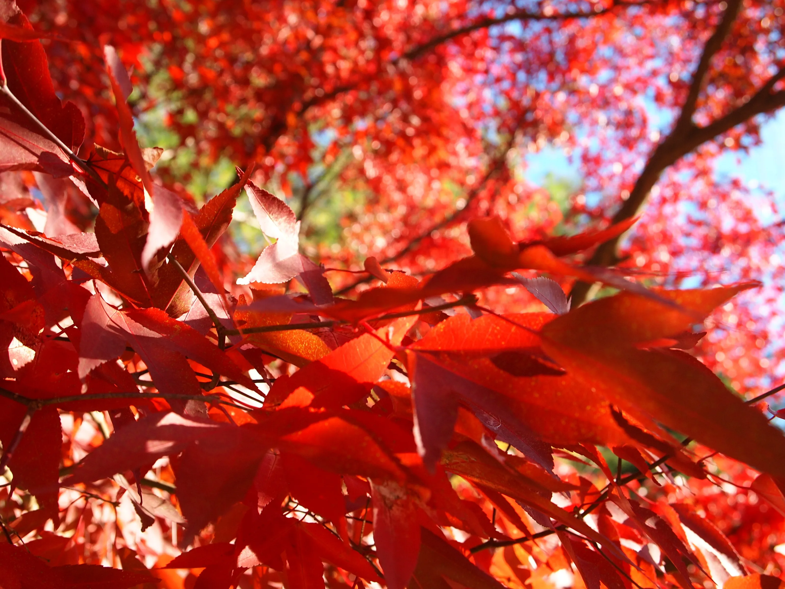 The Red