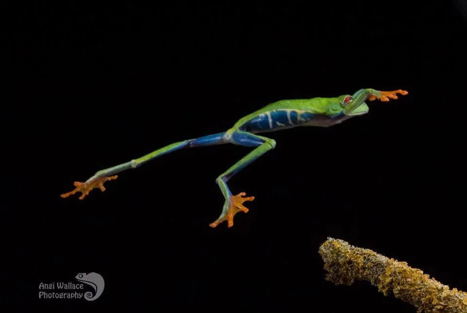 Frog leap