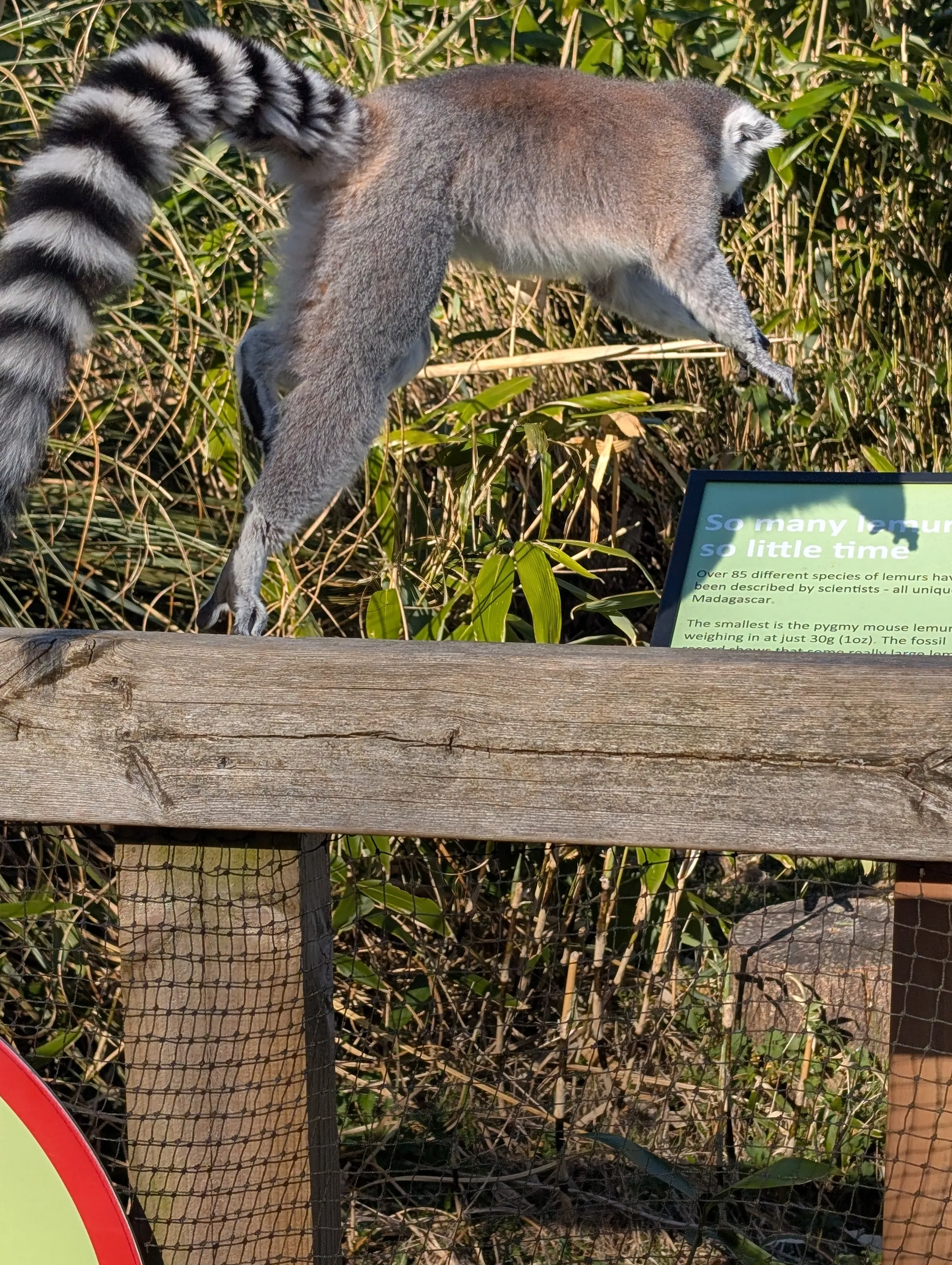 King Julian