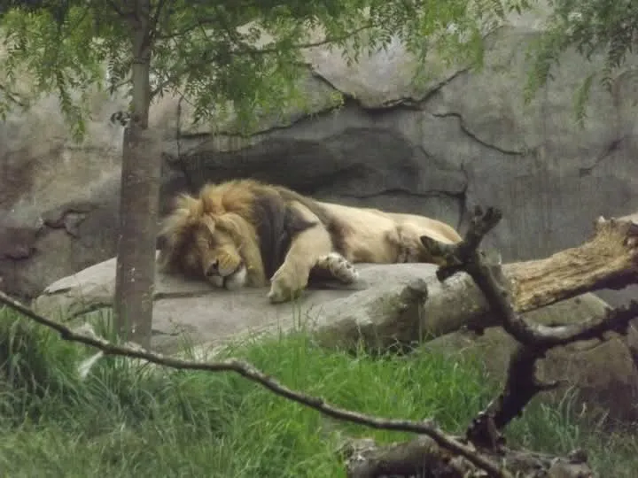 Just sleeping