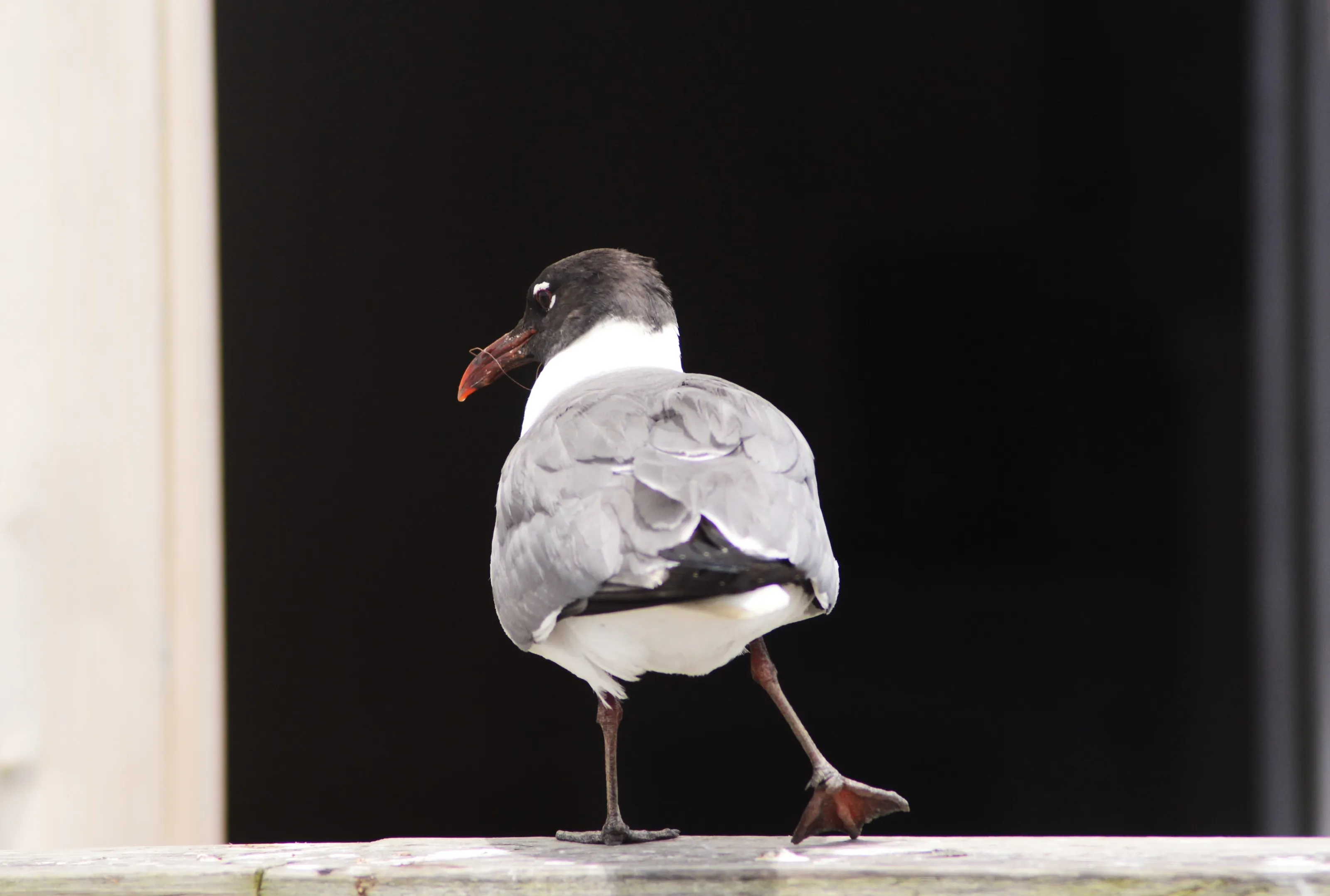 Laughing Gull by the Pier