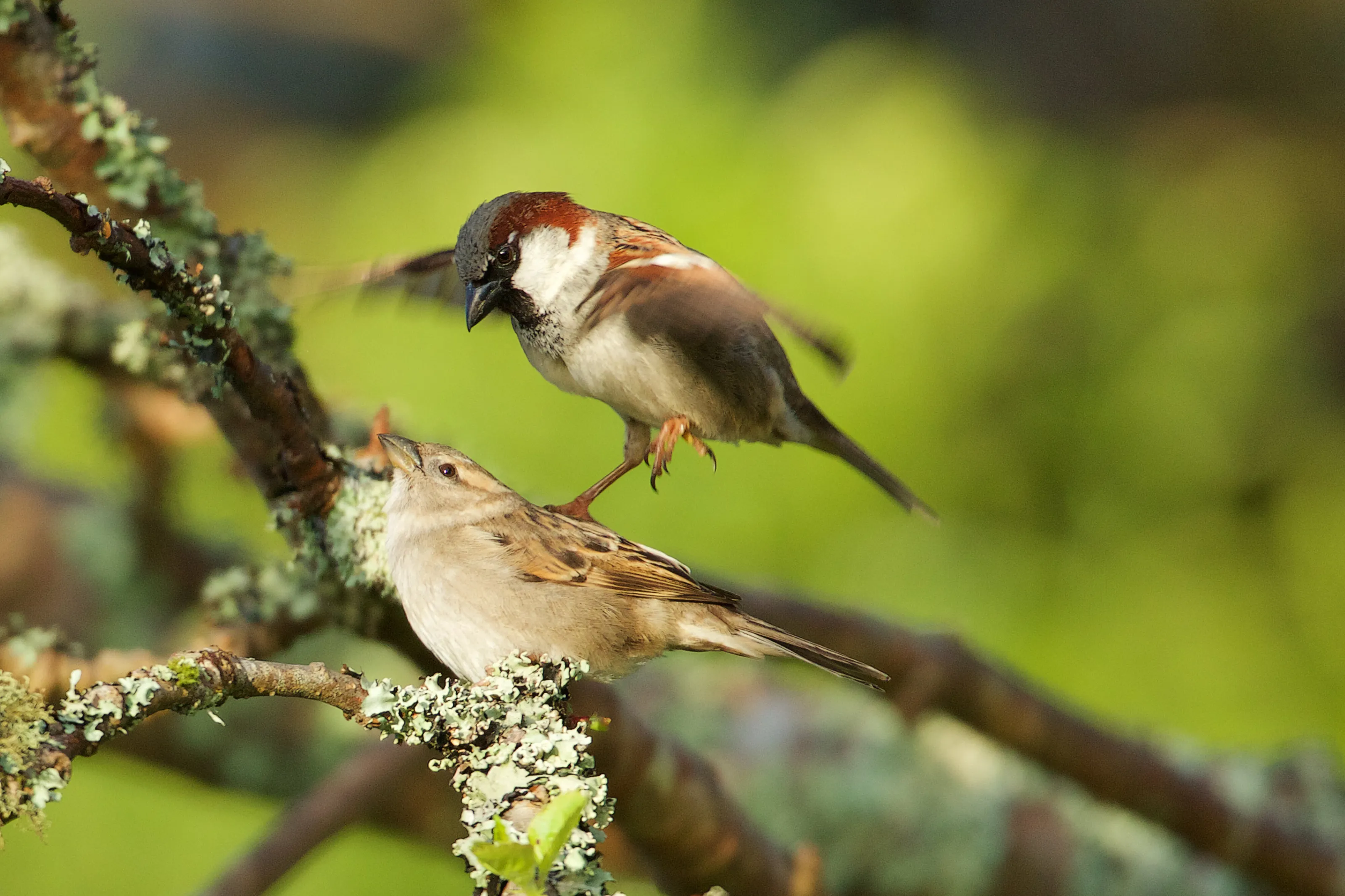 Flight of Fancy