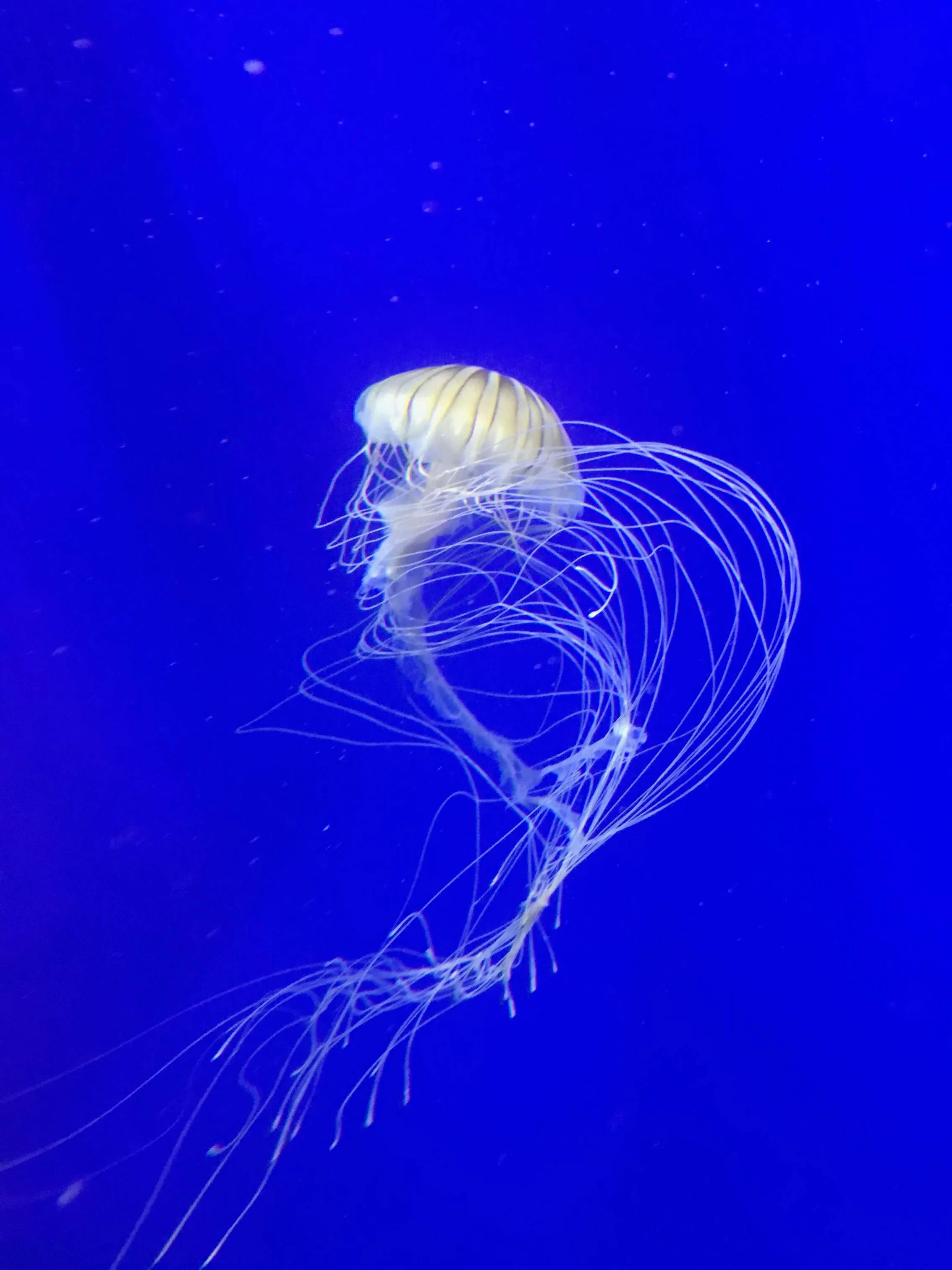 Jellyfish