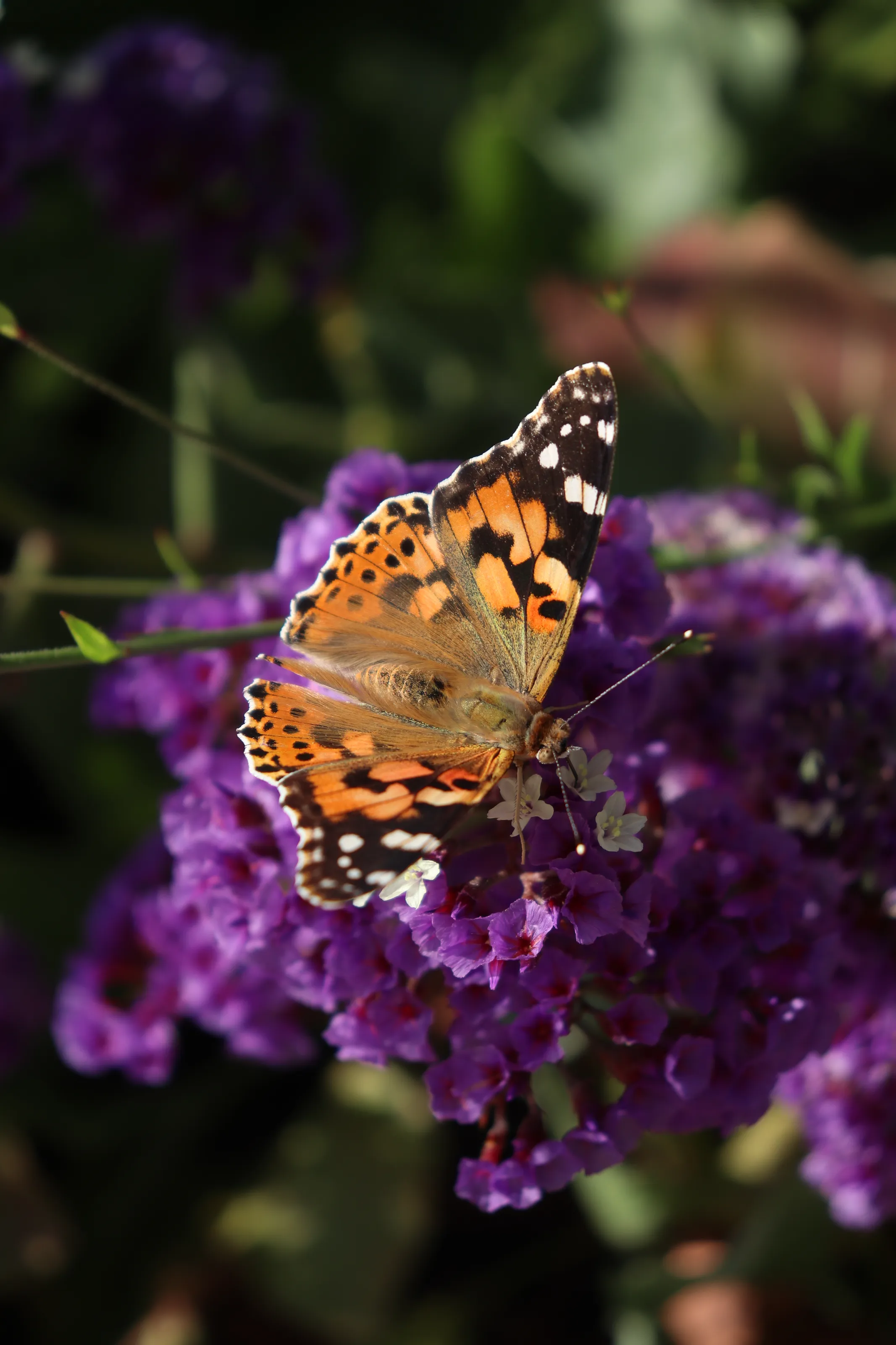 Among The Petals