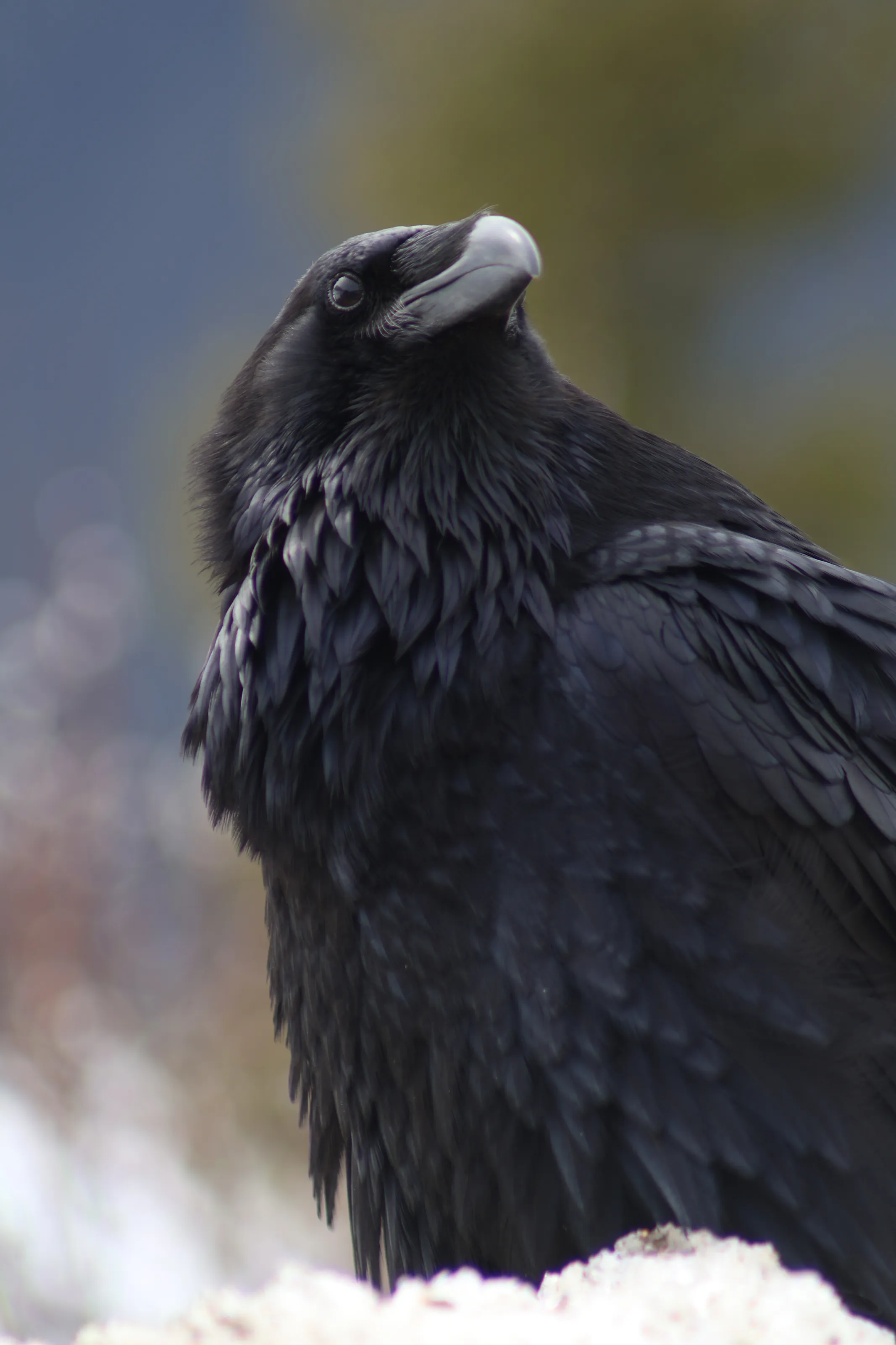 The watcher