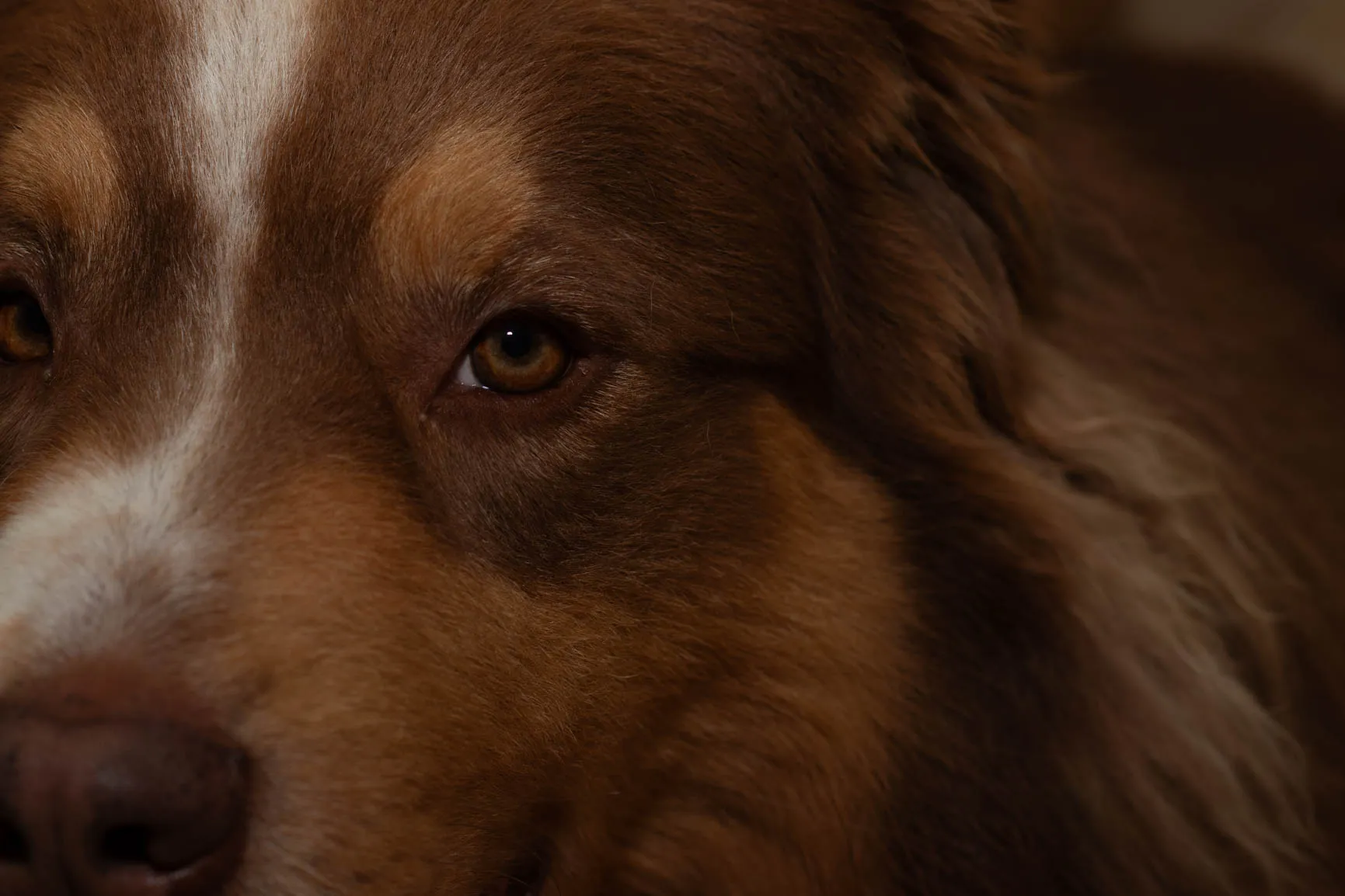 portrait of an australian shapherd